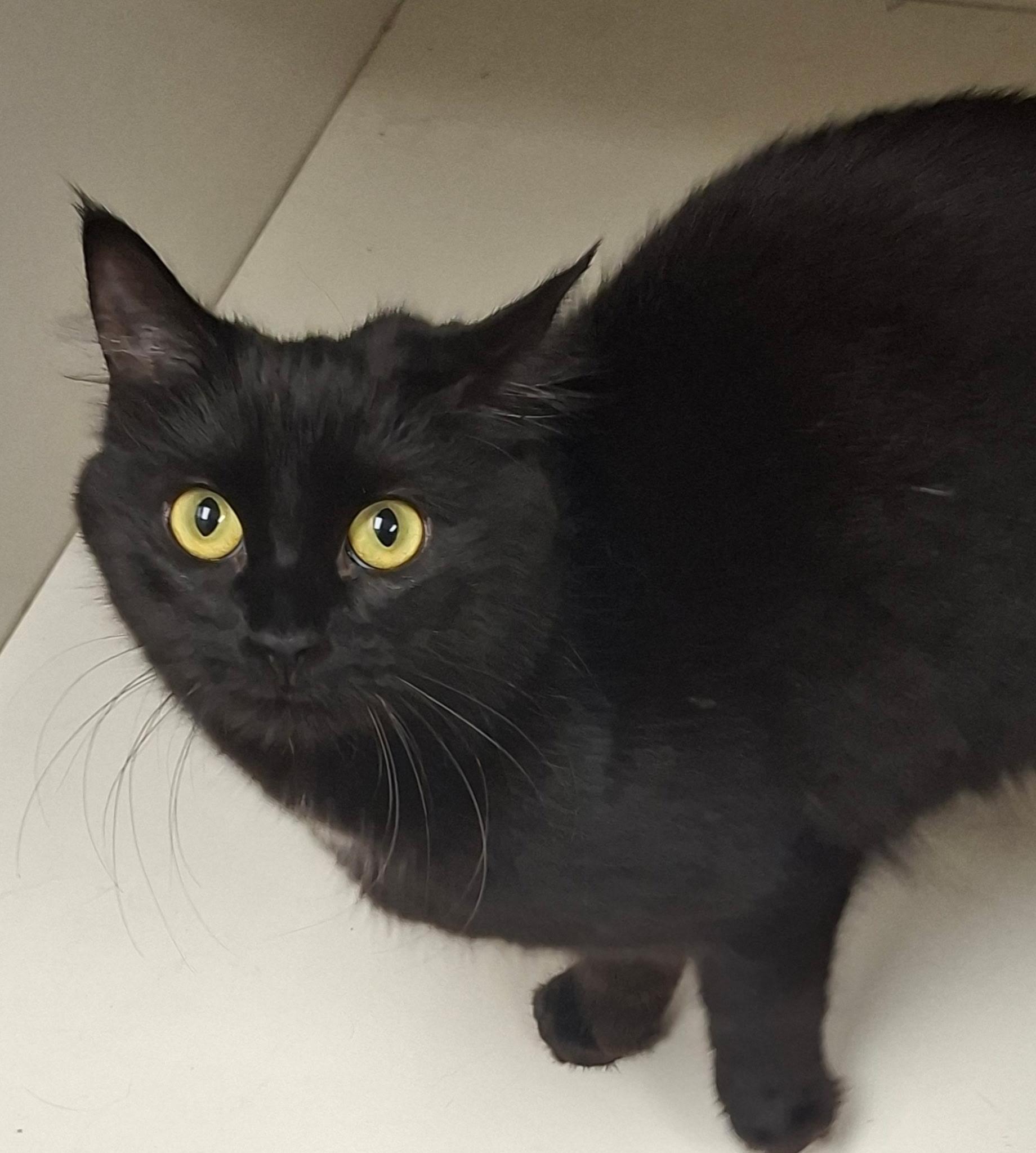 Enlarge Finch, a Adoptable Domestic Medium Hair in Wallingford, CT image 4/4