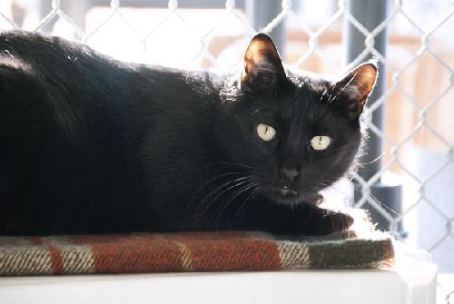 Enlarge Lambchop, a Adoptable Domestic Short Hair in Seal Beach, CA image 1/6