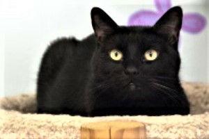 Enlarge Lambchop, a Adoptable Domestic Short Hair in Seal Beach, CA image 2/6