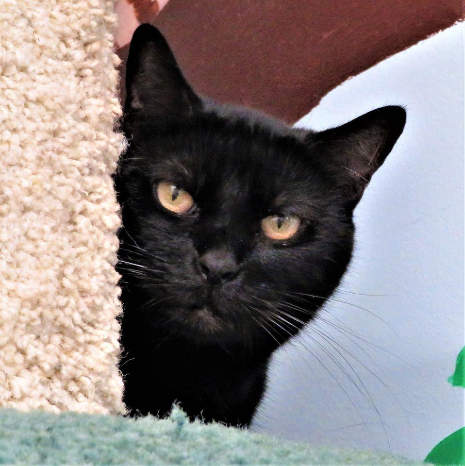 Enlarge Lambchop, a Adoptable Domestic Short Hair in Seal Beach, CA image 3/6