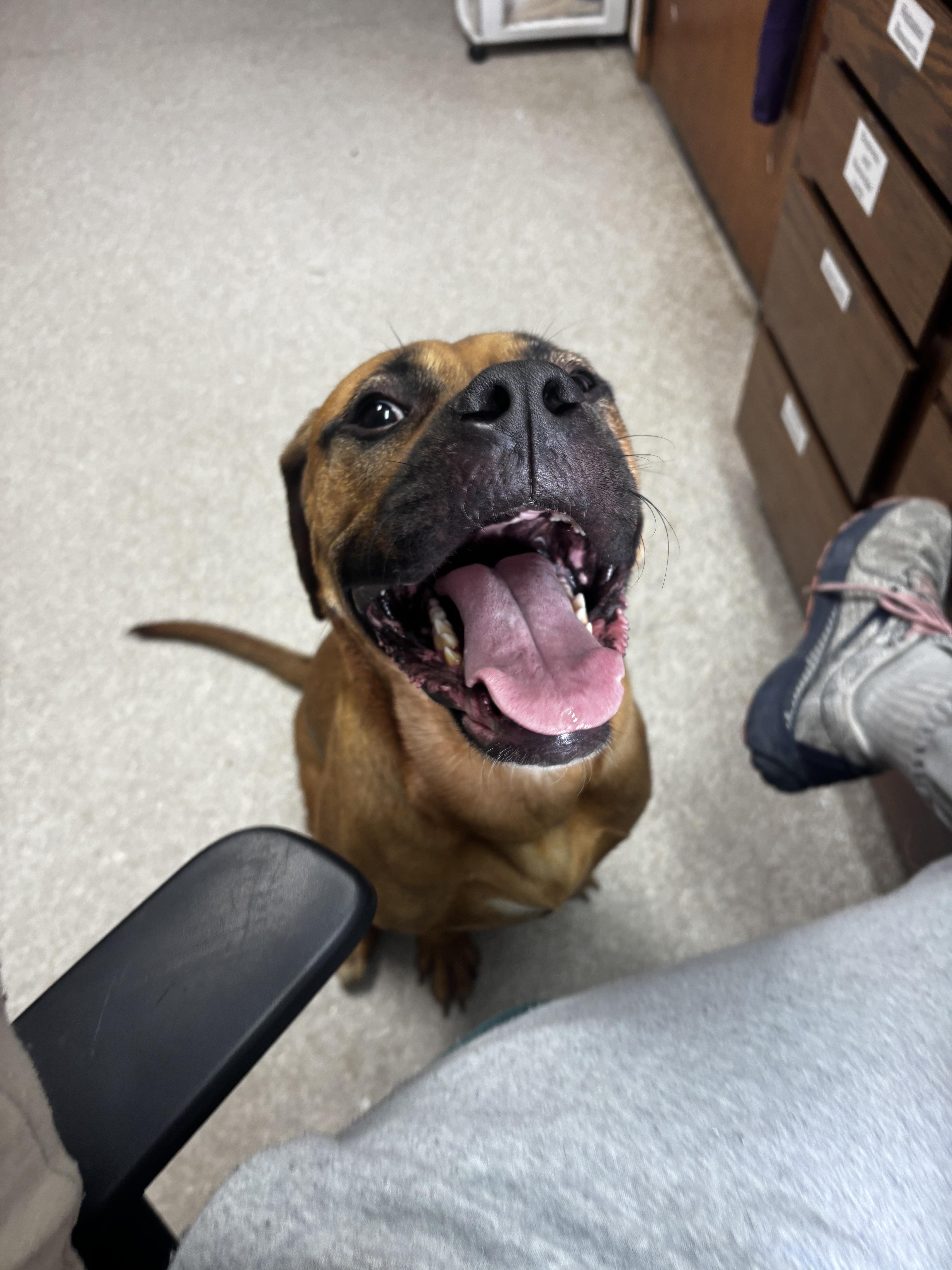 Coral , ADOPTABLE, Adult Female Boxer.