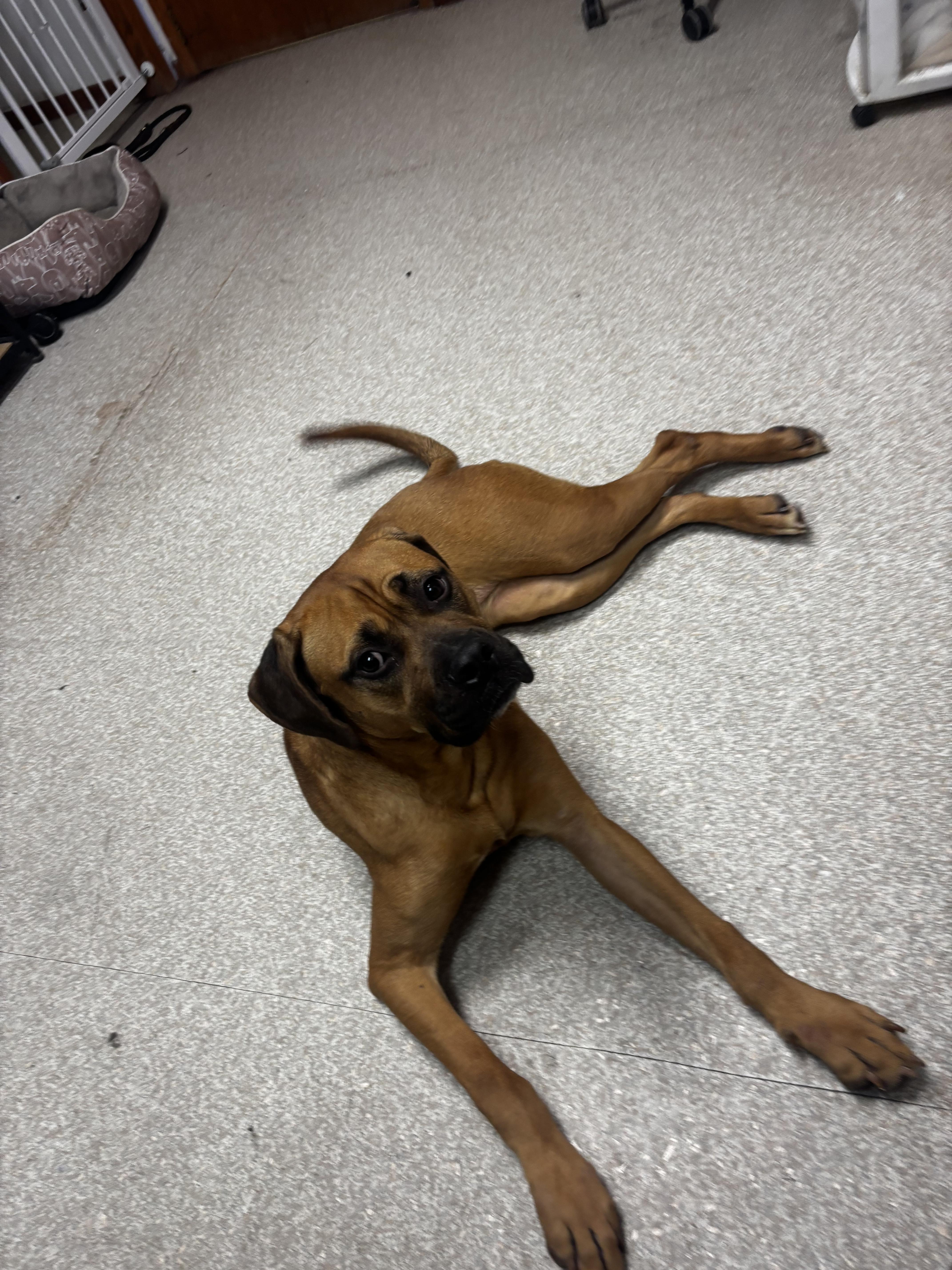 Enlarge Coral , a ADOPTABLE Boxer in Fort Madison, IA image 2/6