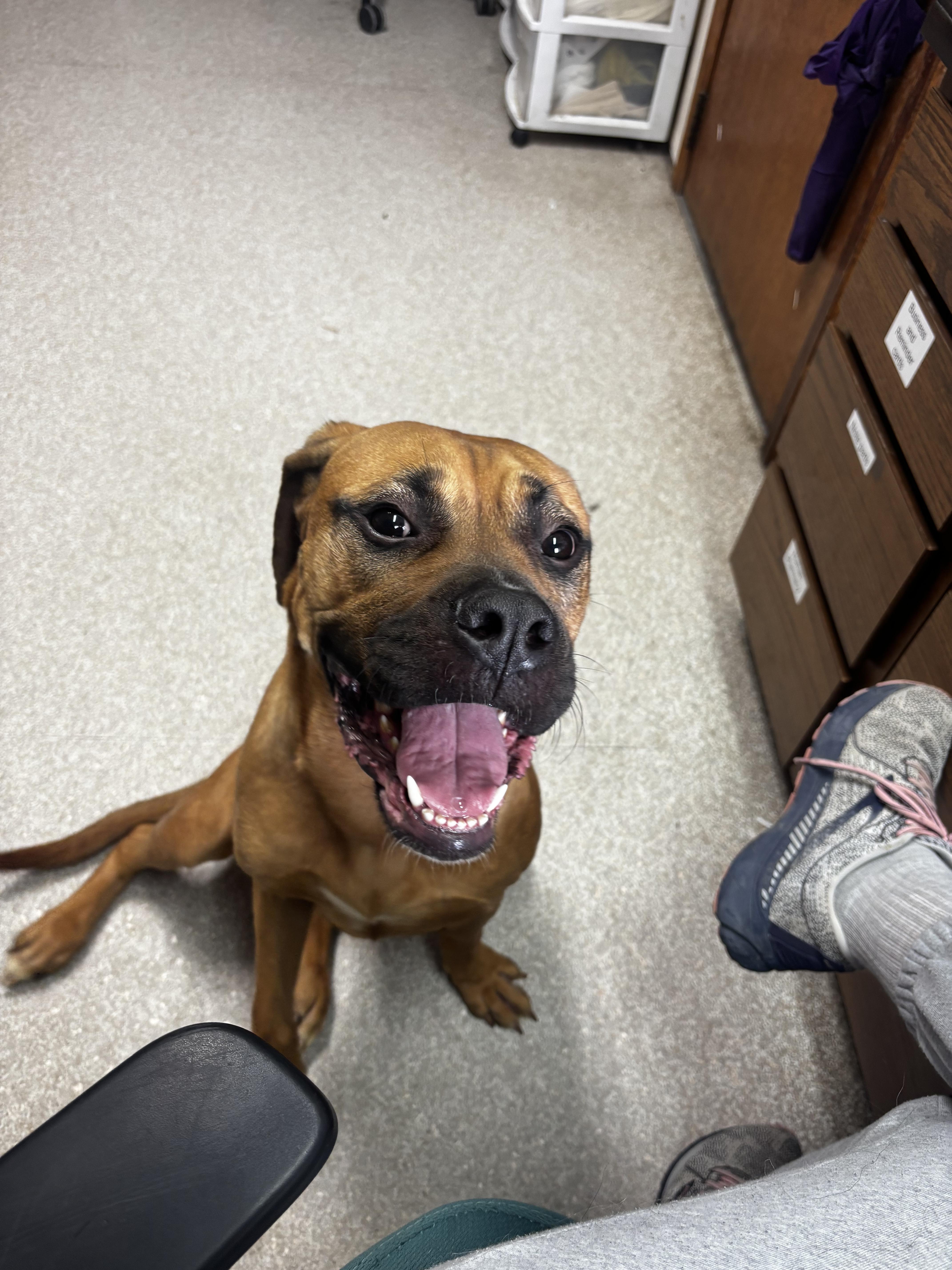 Enlarge Coral , a ADOPTABLE Boxer in Fort Madison, IA image 3/6