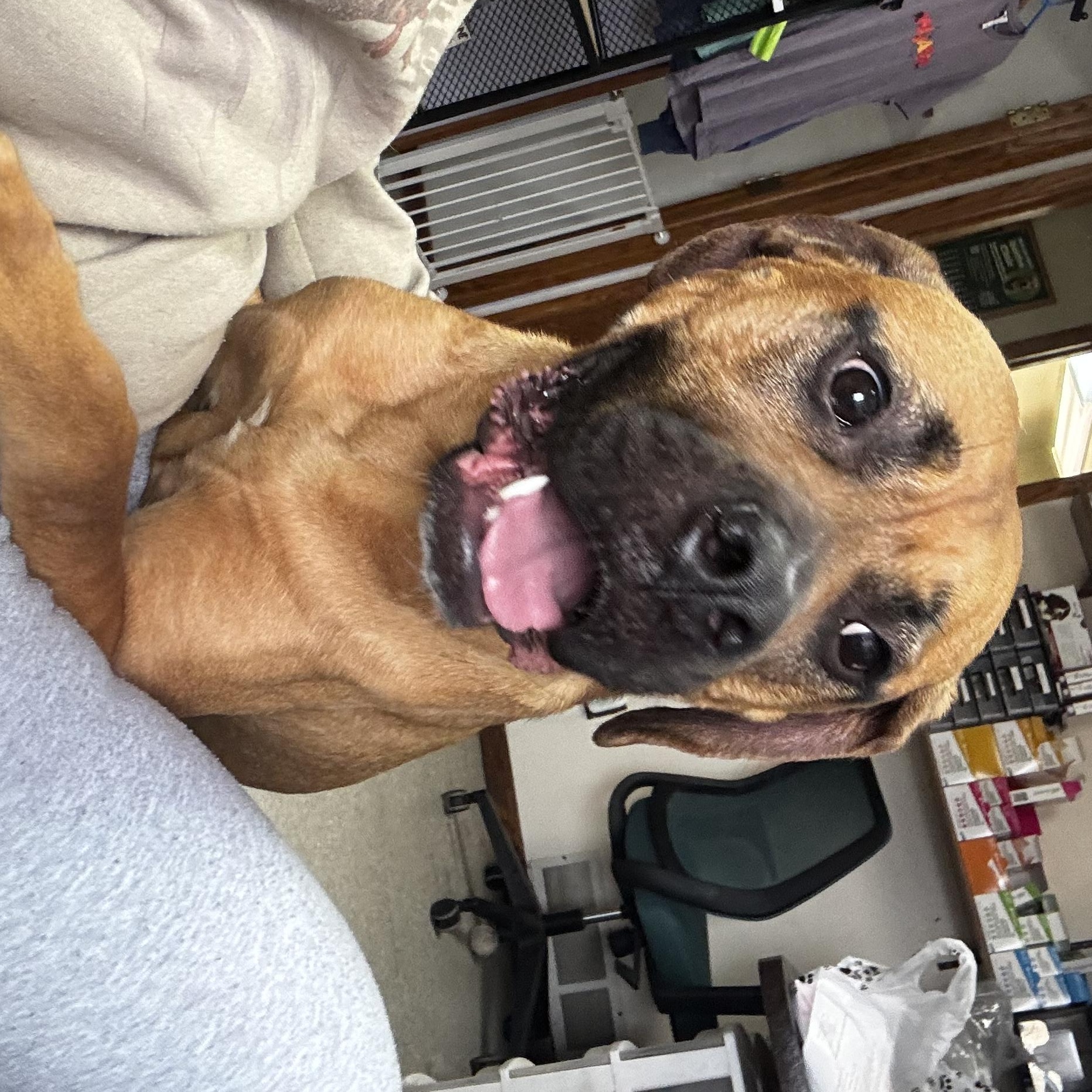 Enlarge Coral , a ADOPTABLE Boxer in Fort Madison, IA image 6/6