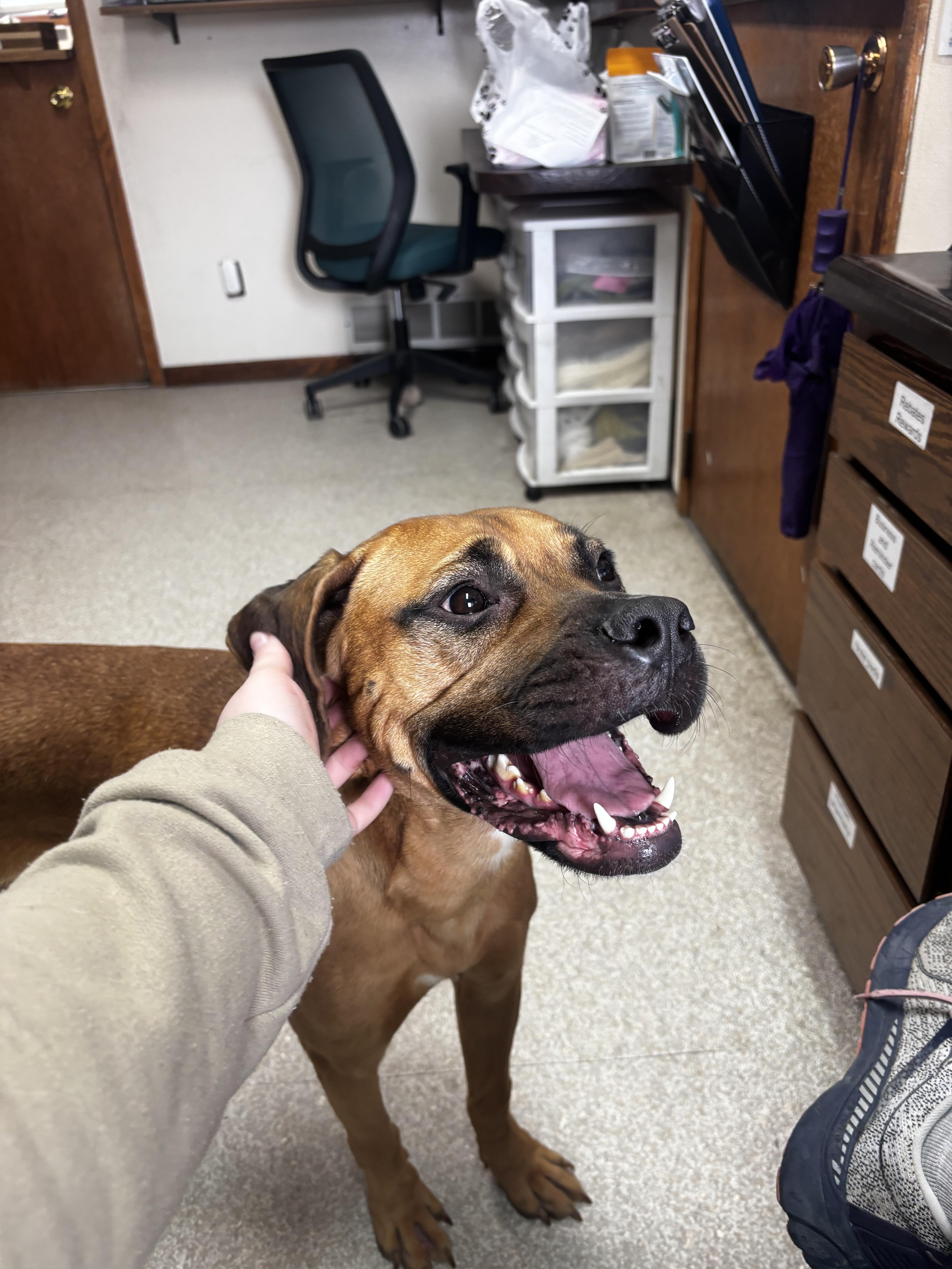 Enlarge Coral , a ADOPTABLE Boxer in Fort Madison, IA image 4/6