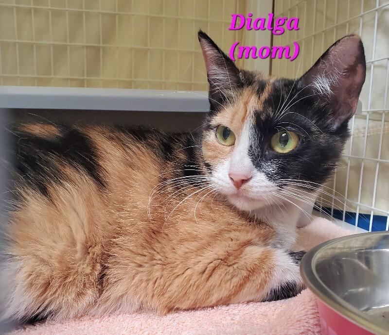 Dialga, Adoptable, Adult Female Domestic Short Hair.