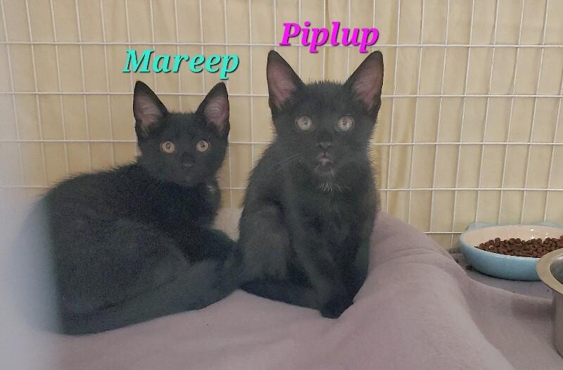 Enlarge Dialga, a Adoptable Domestic Short Hair in Diamond Springs, CA image 2/2