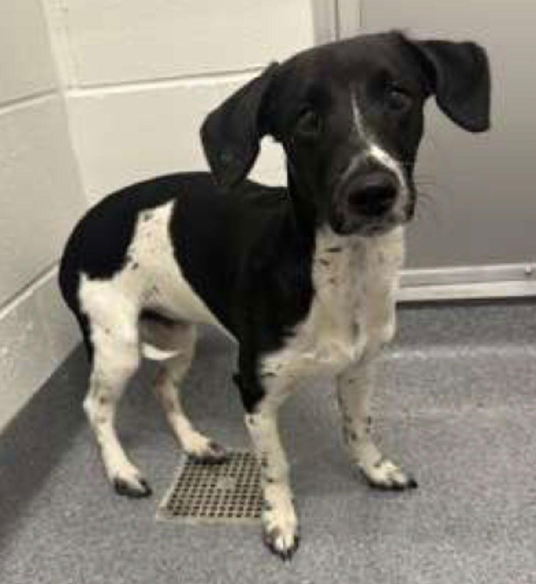 Flint, Adoptable, Young Male Dachshund.