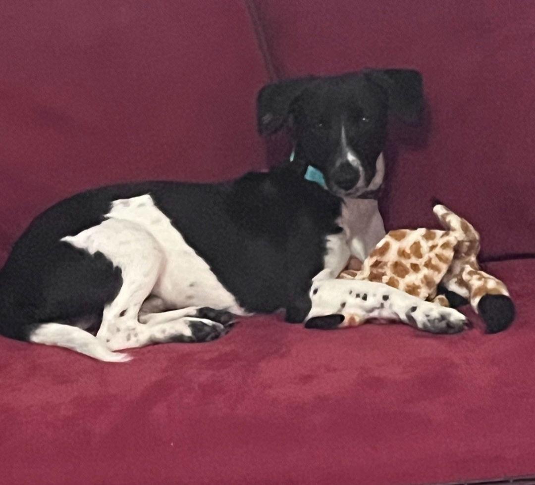 Flint, a Adoptable Dachshund in Sanford, FL image 2/2