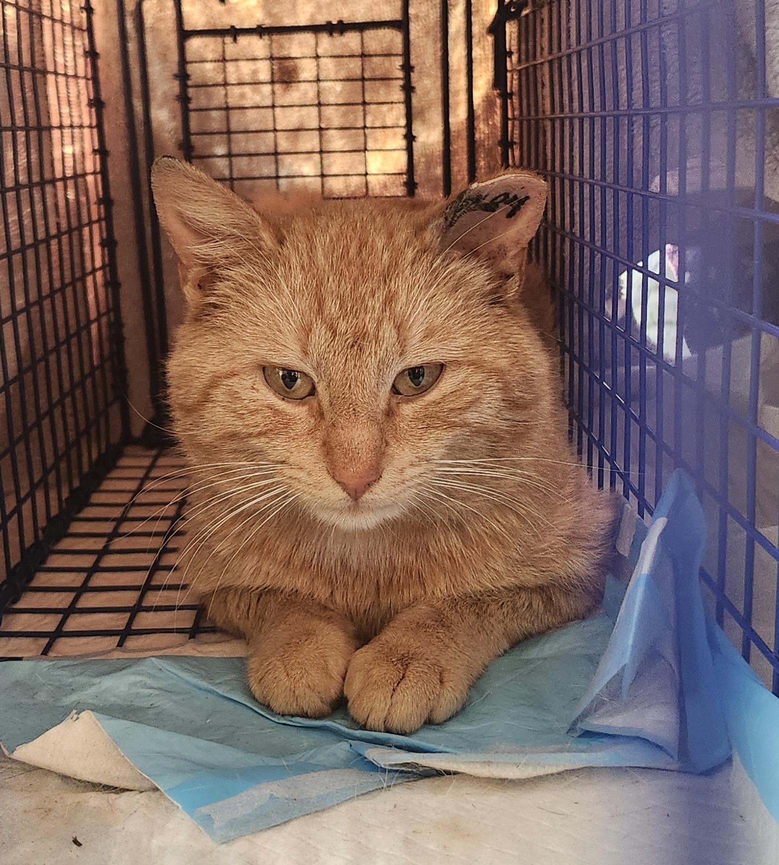 "MARTY", ADOPTABLE, Adult Male Tabby & Domestic Short Hair.