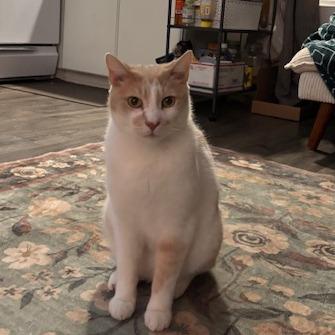Finnegan, Adoptable, Adult Male Domestic Short Hair.
