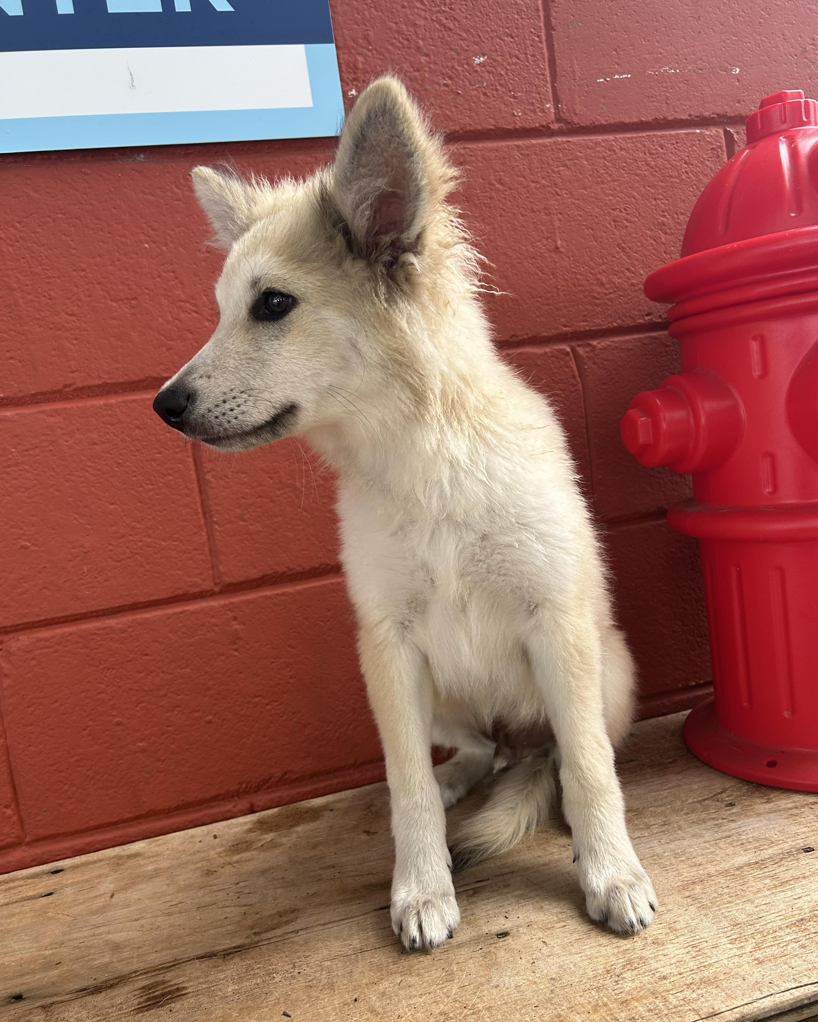 Jax, an adopted mixed breed in Pensacola, FL image 2/5