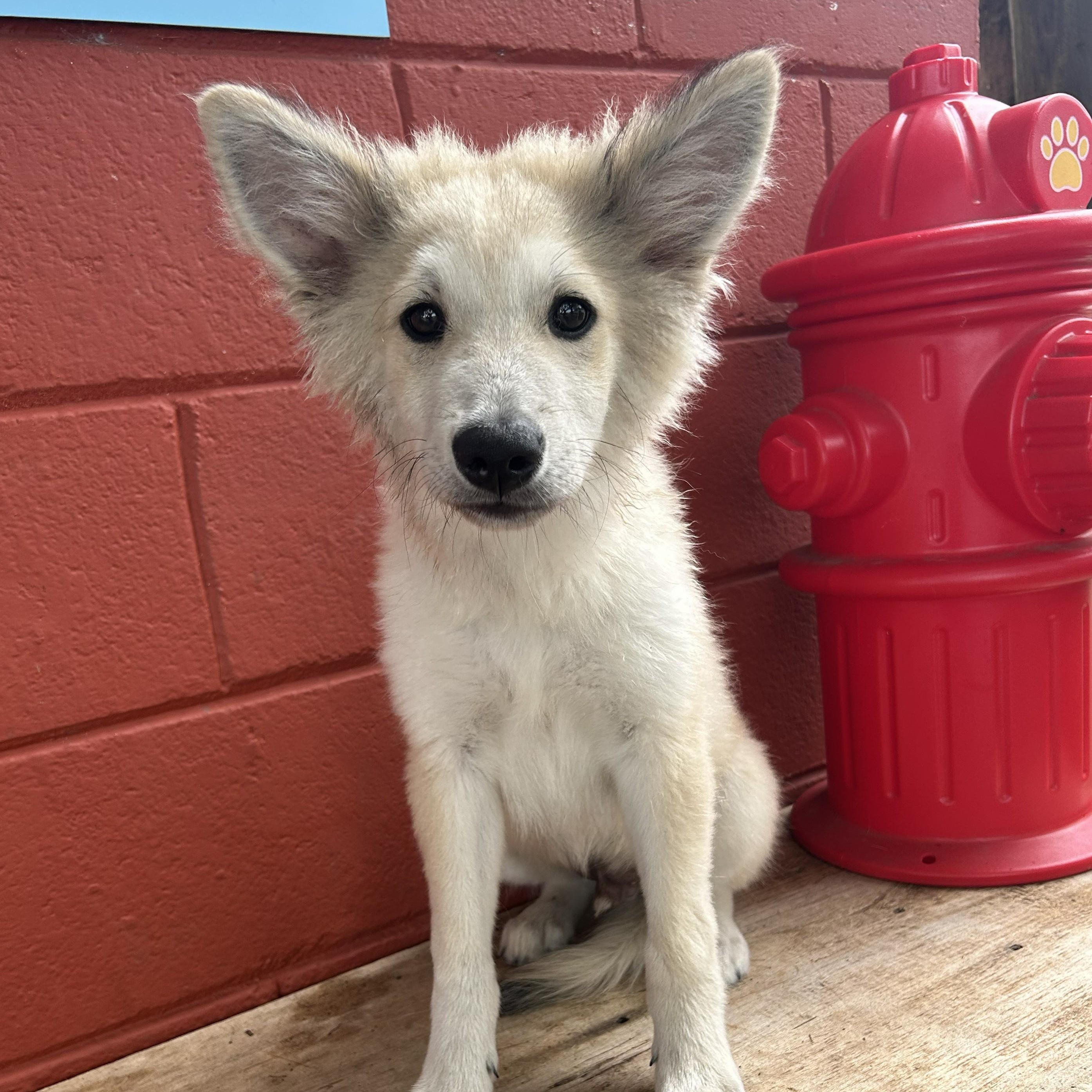 Jax, adopted, Puppy Male Australian Shepherd & Siberian Husky.