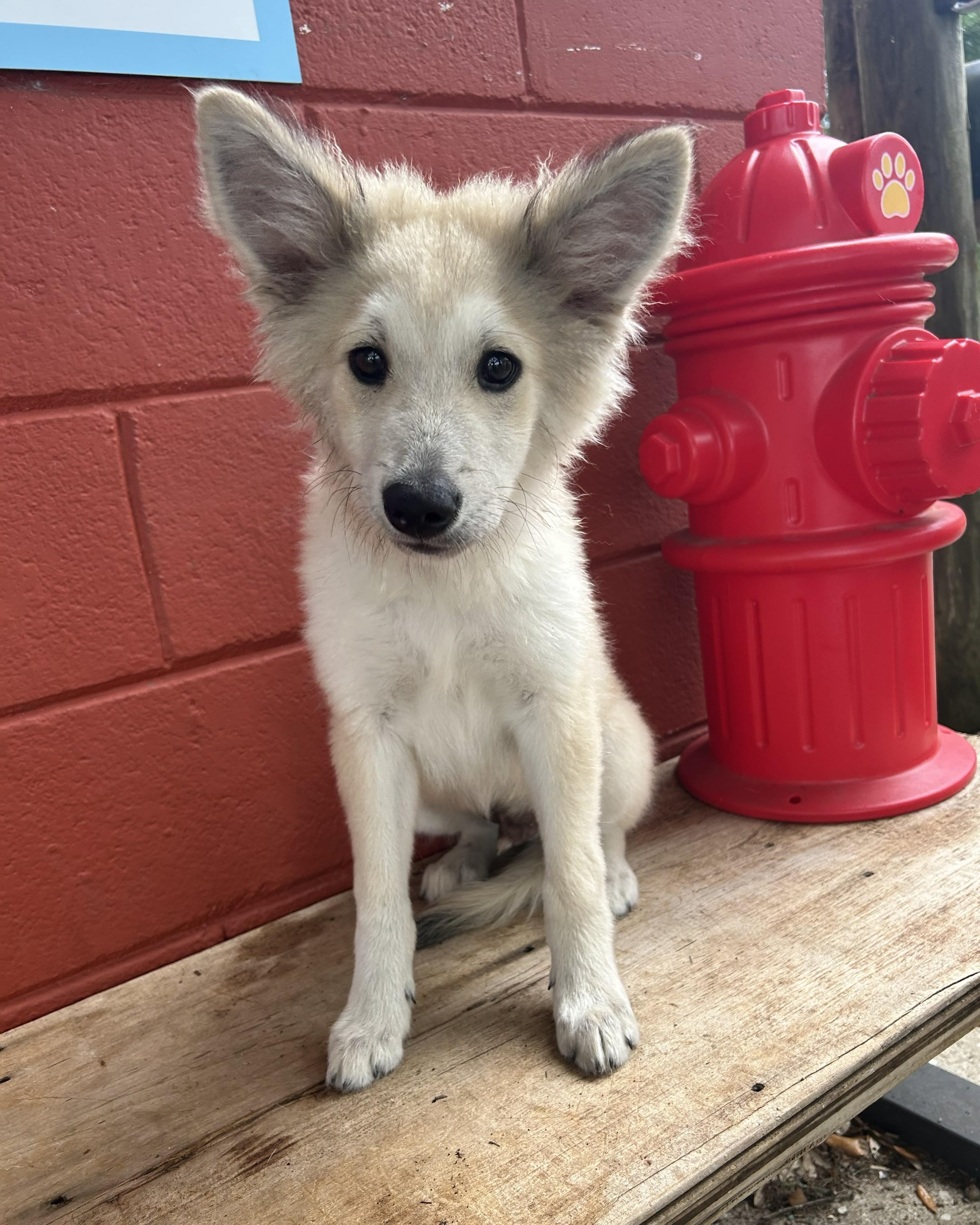 Jax, an adopted mixed breed in Pensacola, FL image 4/5