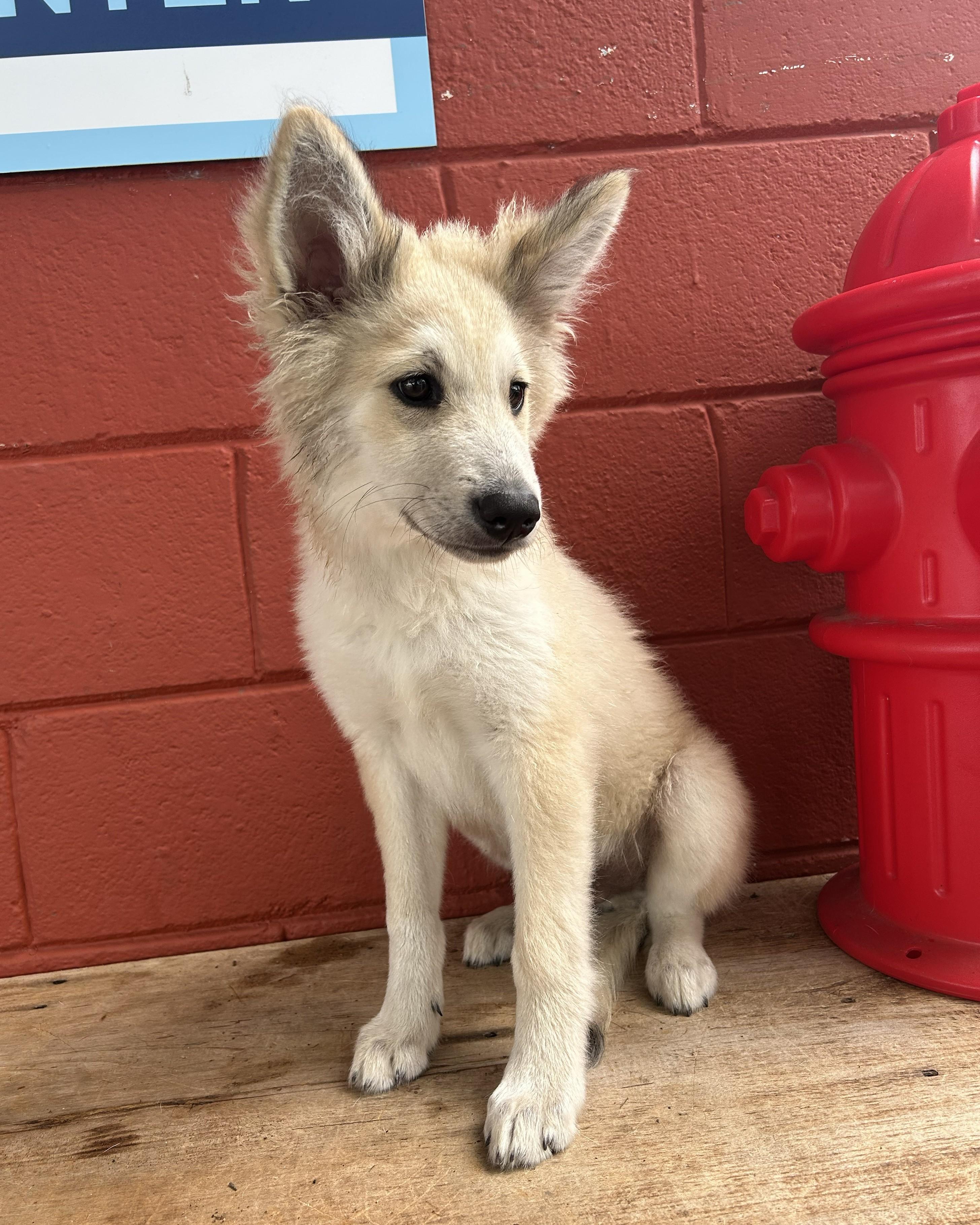 Jax, an adopted mixed breed in Pensacola, FL image 5/5