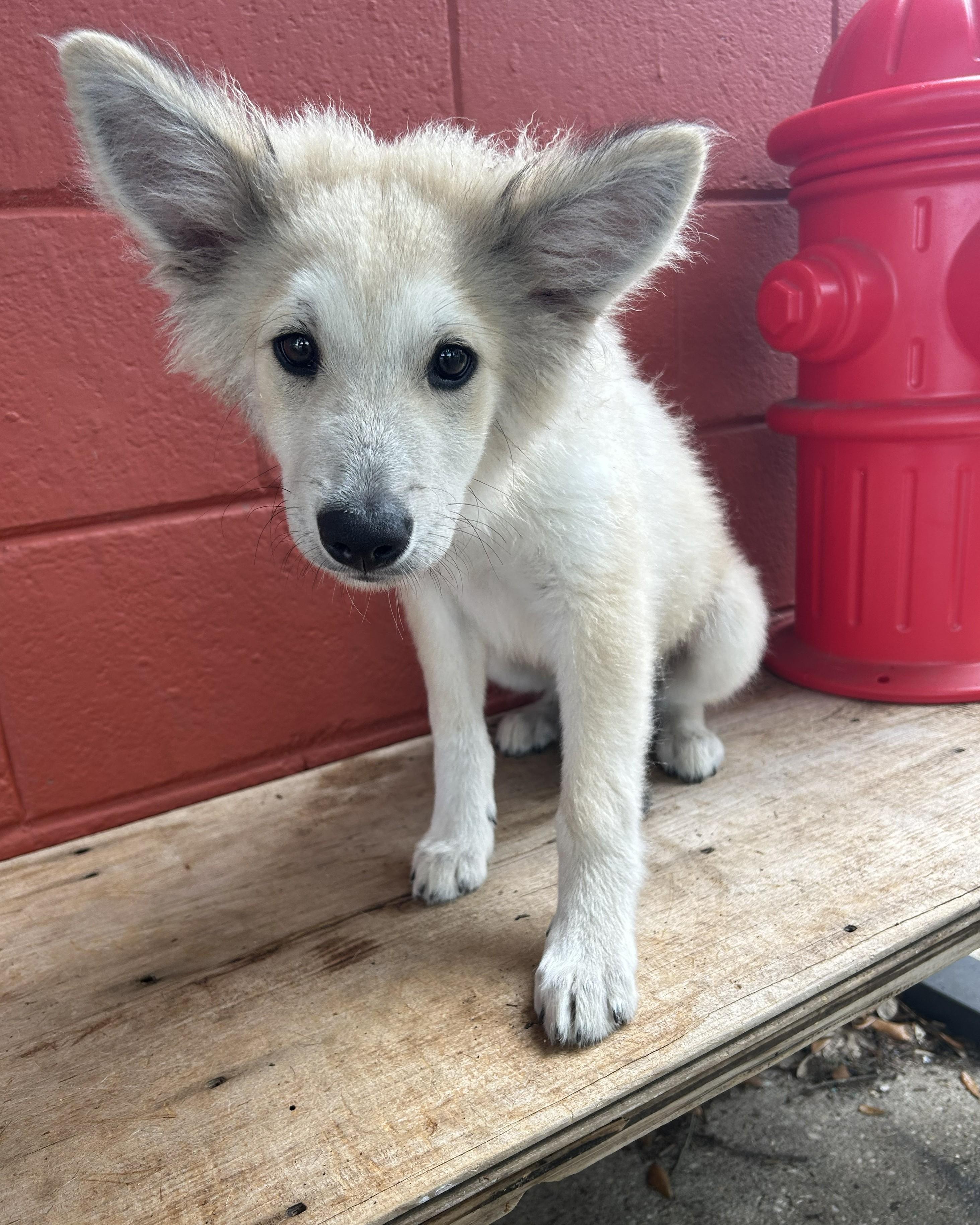 Jax, an adopted mixed breed in Pensacola, FL image 3/5