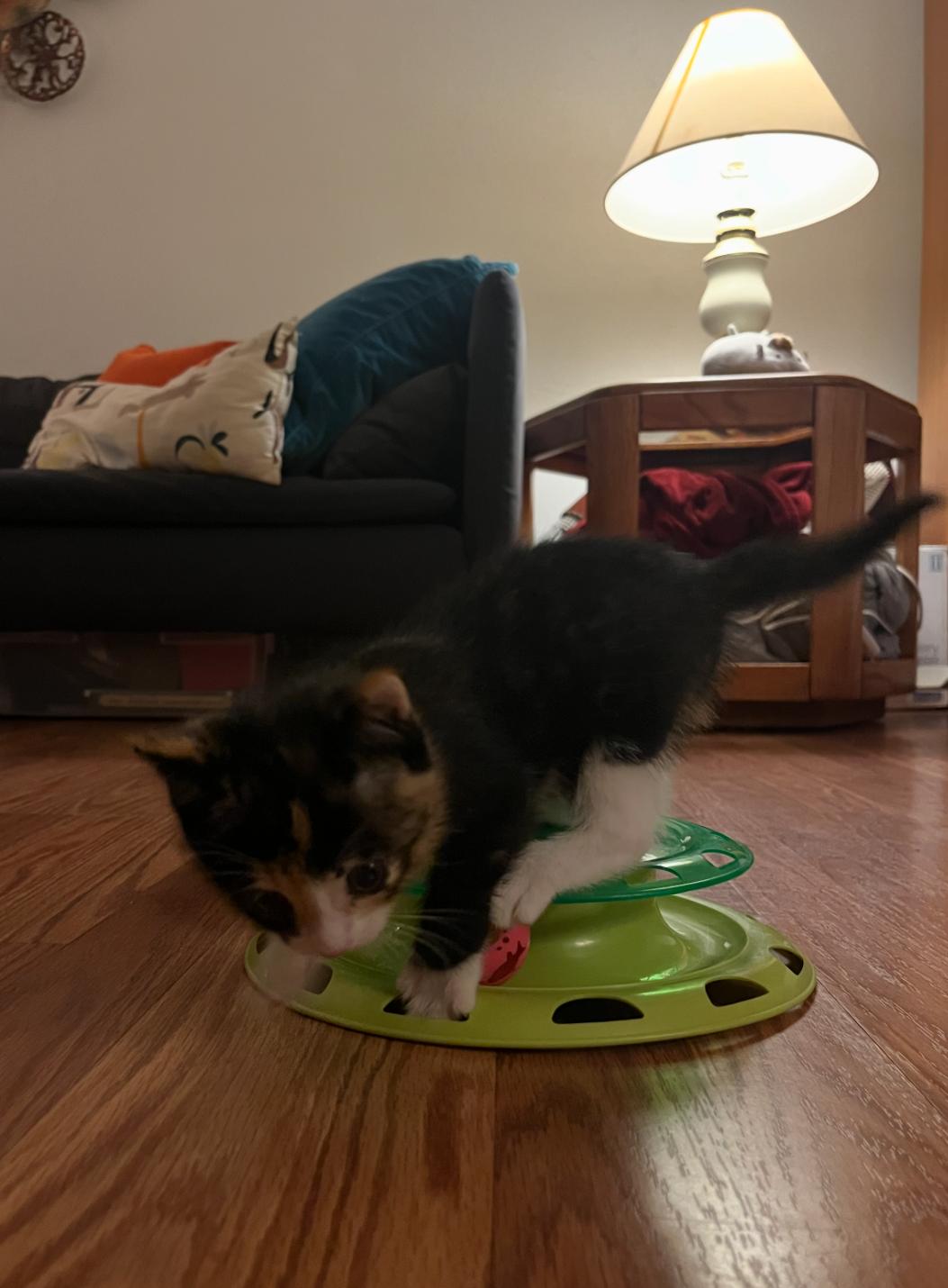 Enlarge Zelda, a ADOPTABLE Domestic Short Hair in Bordentown, NJ image 5/6