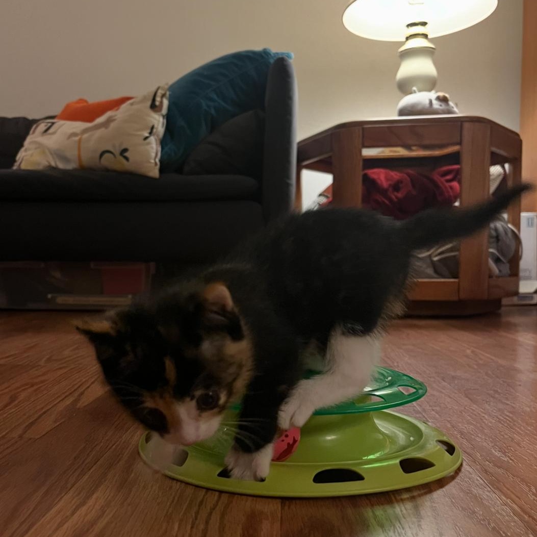 Zelda, a ADOPTABLE Domestic Short Hair in Bordentown, NJ image 5/6