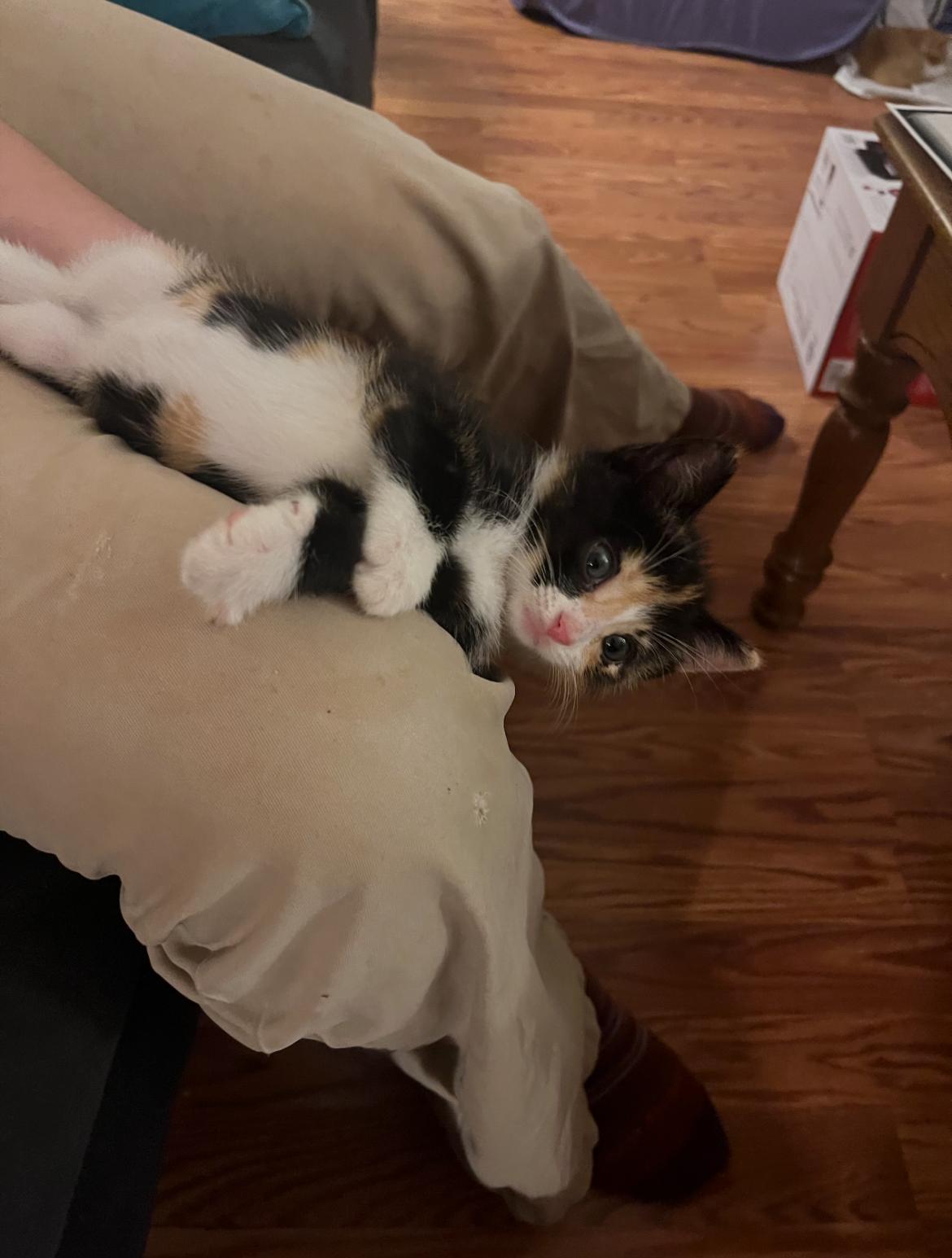 Enlarge Zelda, a ADOPTABLE Domestic Short Hair in Bordentown, NJ image 4/6