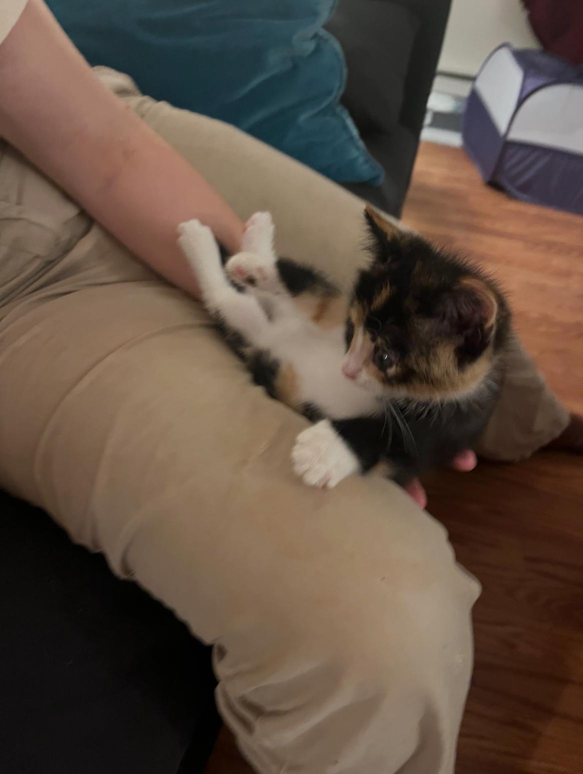 Enlarge Zelda, a ADOPTABLE Domestic Short Hair in Bordentown, NJ image 6/6