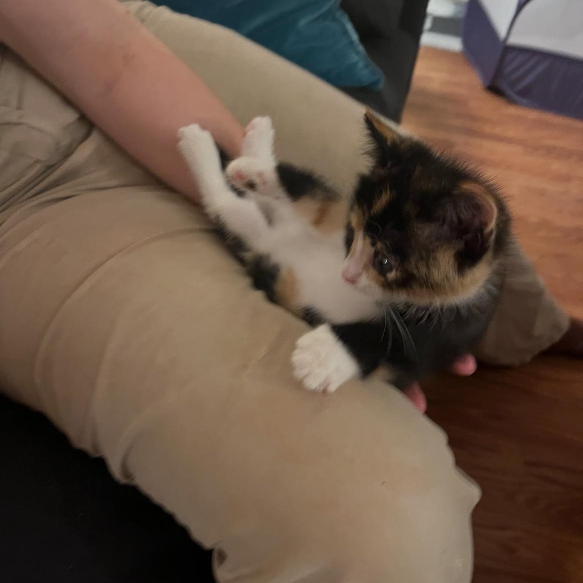 Zelda, a ADOPTABLE Domestic Short Hair in Bordentown, NJ image 6/6