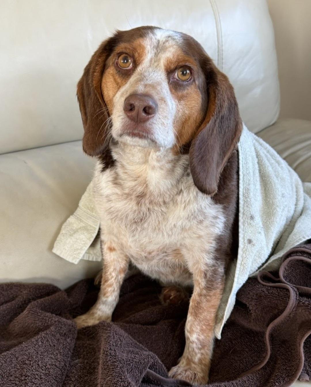 Big Mac Max, a ADOPTABLE Beagle in Knoxville, TN image 1/2