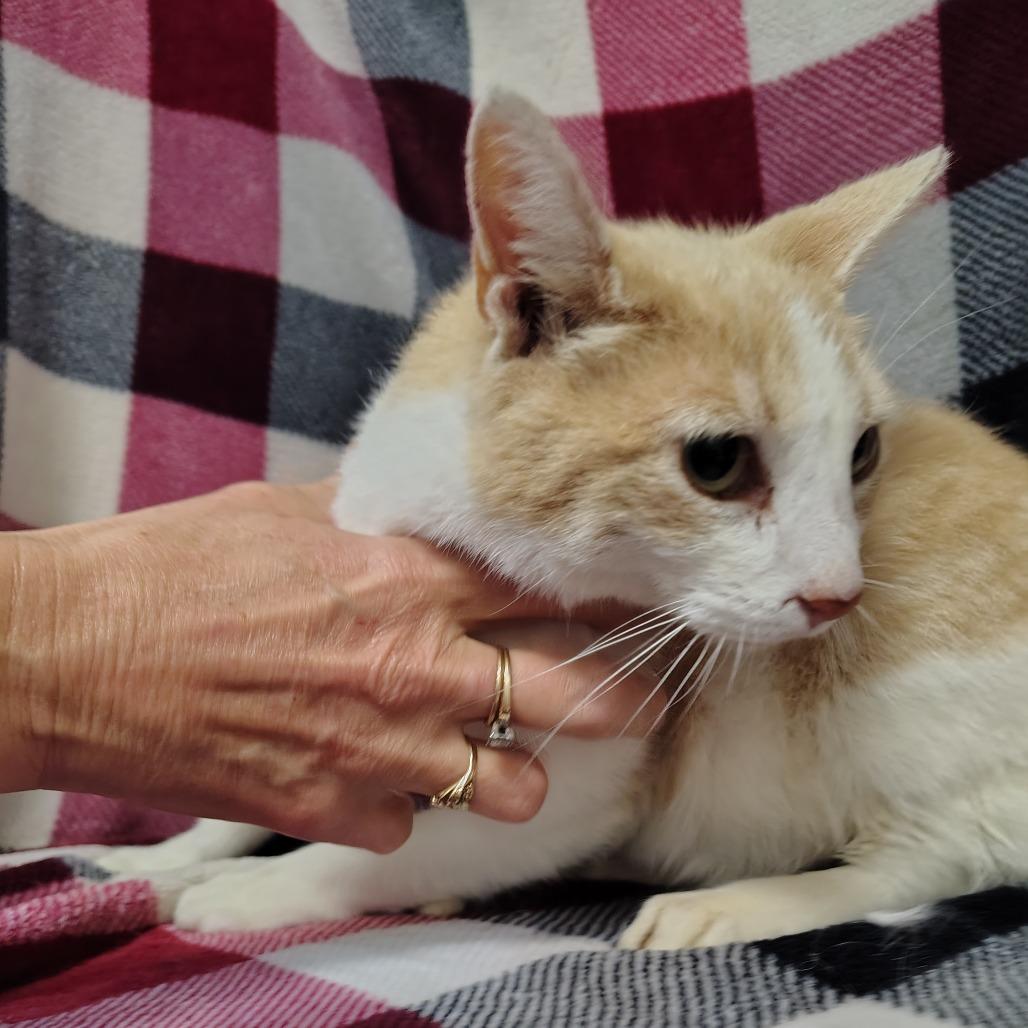 Tootsie, a Adoptable mixed breed in Coos Bay, OR image 1/3