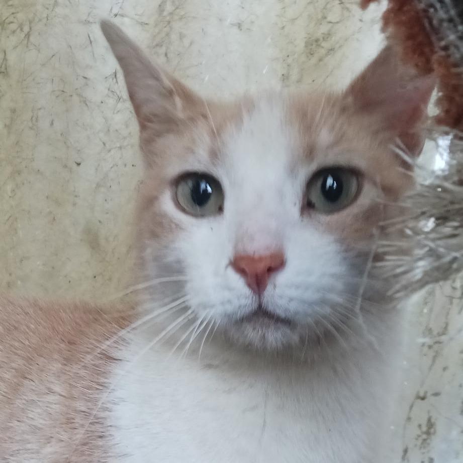 Tootsie, a Adoptable mixed breed in Coos Bay, OR image 3/3