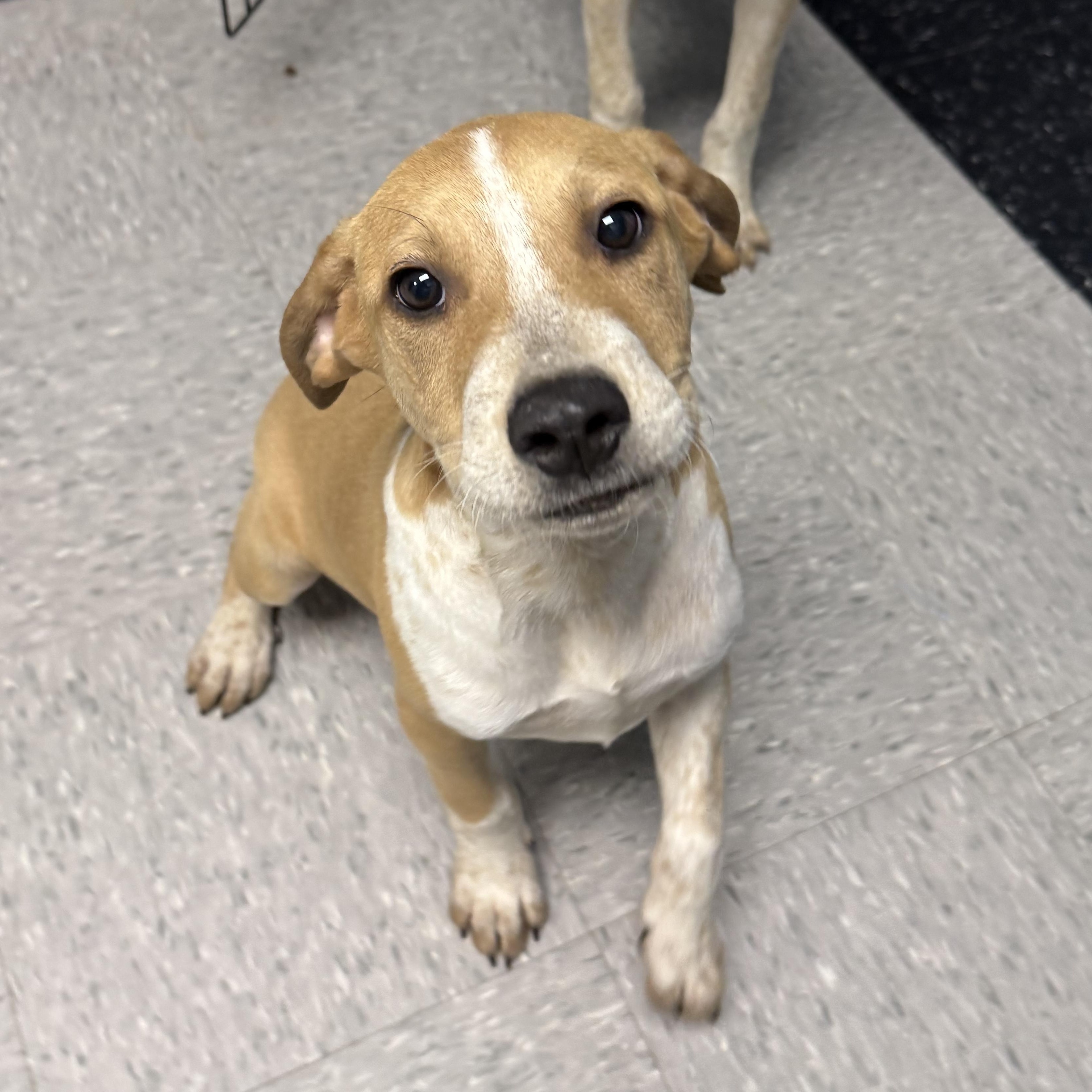 Ricky, ADOPTABLE, Puppy Female Hound.