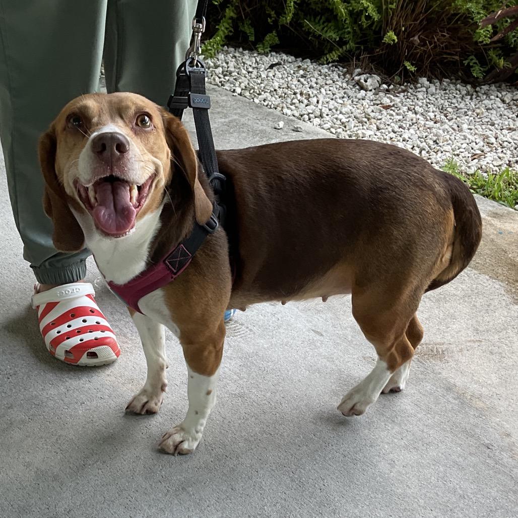 Gucci, Adoptable, Senior Female Beagle.