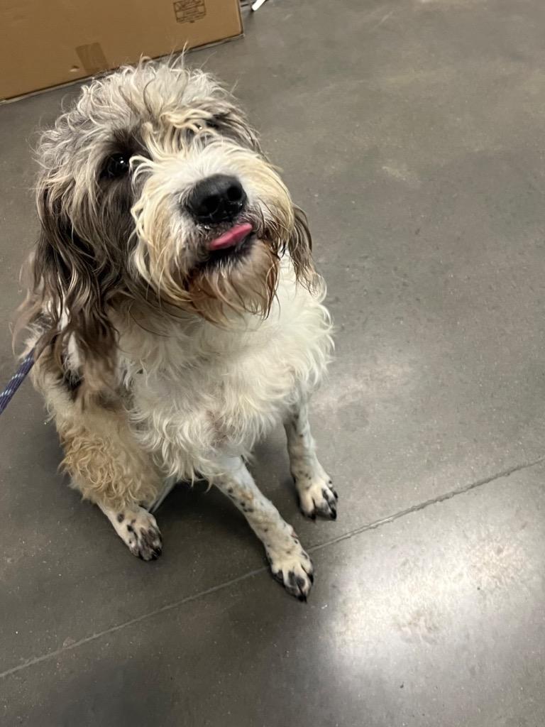 Oden, a Adoptable Sheep Dog in Clarksville, TN image 1/2