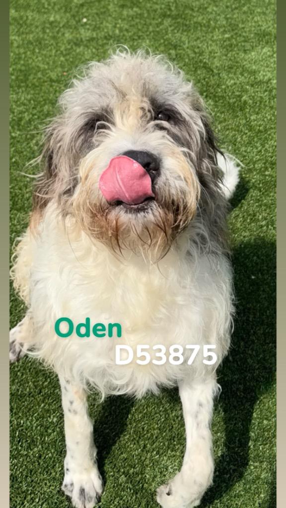 Oden, a Adoptable Sheep Dog in Clarksville, TN image 2/2