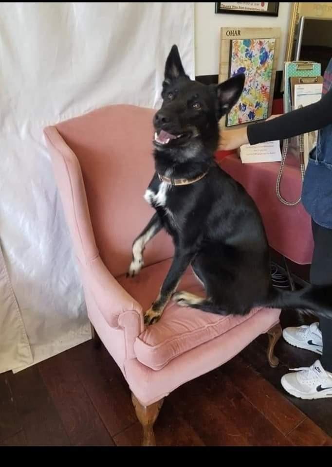 Enlarge Shadow, a Adoptable mixed breed in Seagoville, TX image 1/3