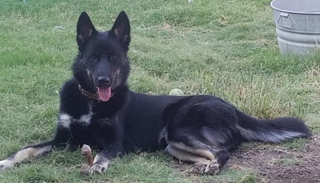 Enlarge Shadow, a Adoptable mixed breed in Seagoville, TX image 2/3