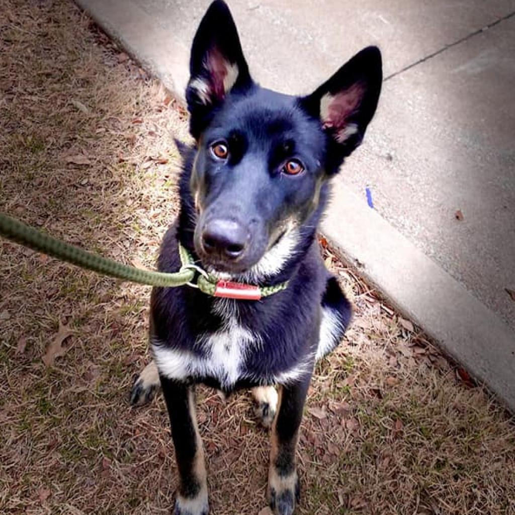 Enlarge Shadow, a Adoptable mixed breed in Seagoville, TX image 3/3