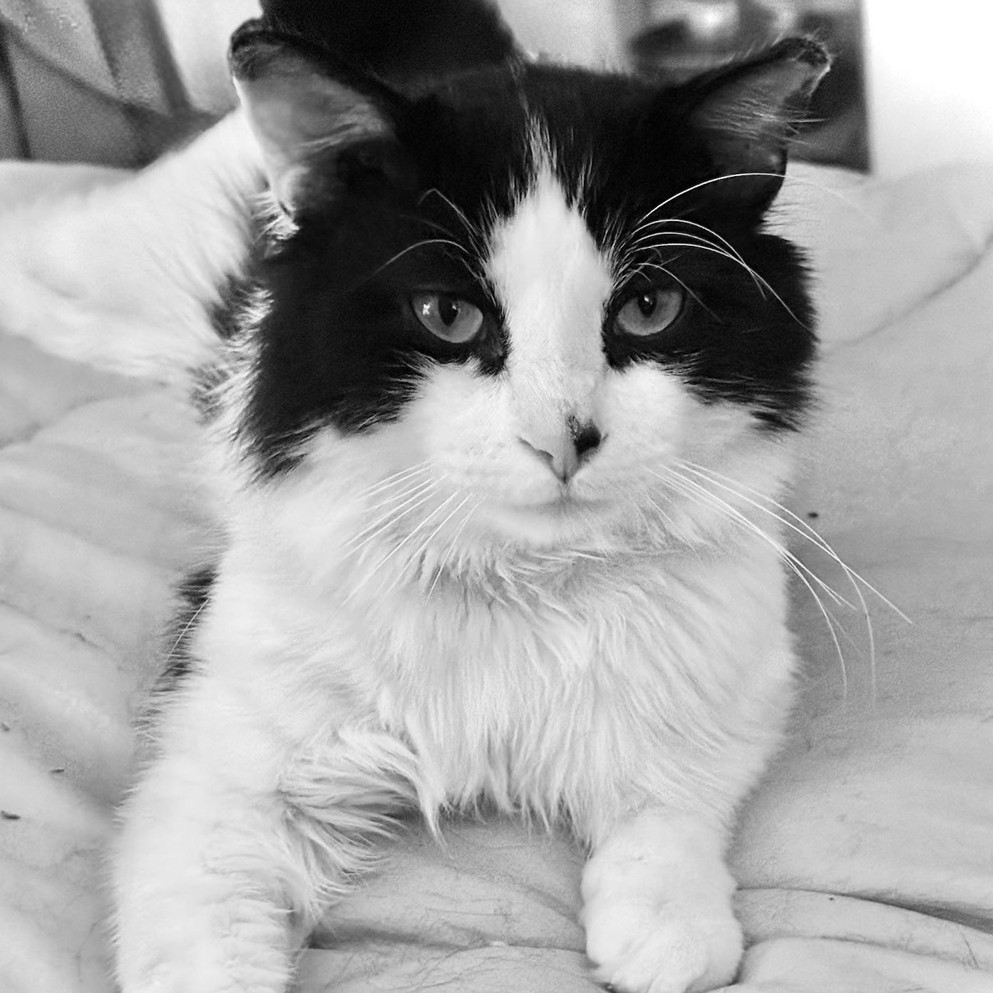 Enlarge Lucas, an adopted Domestic Medium Hair in Westport, CT image 3/5