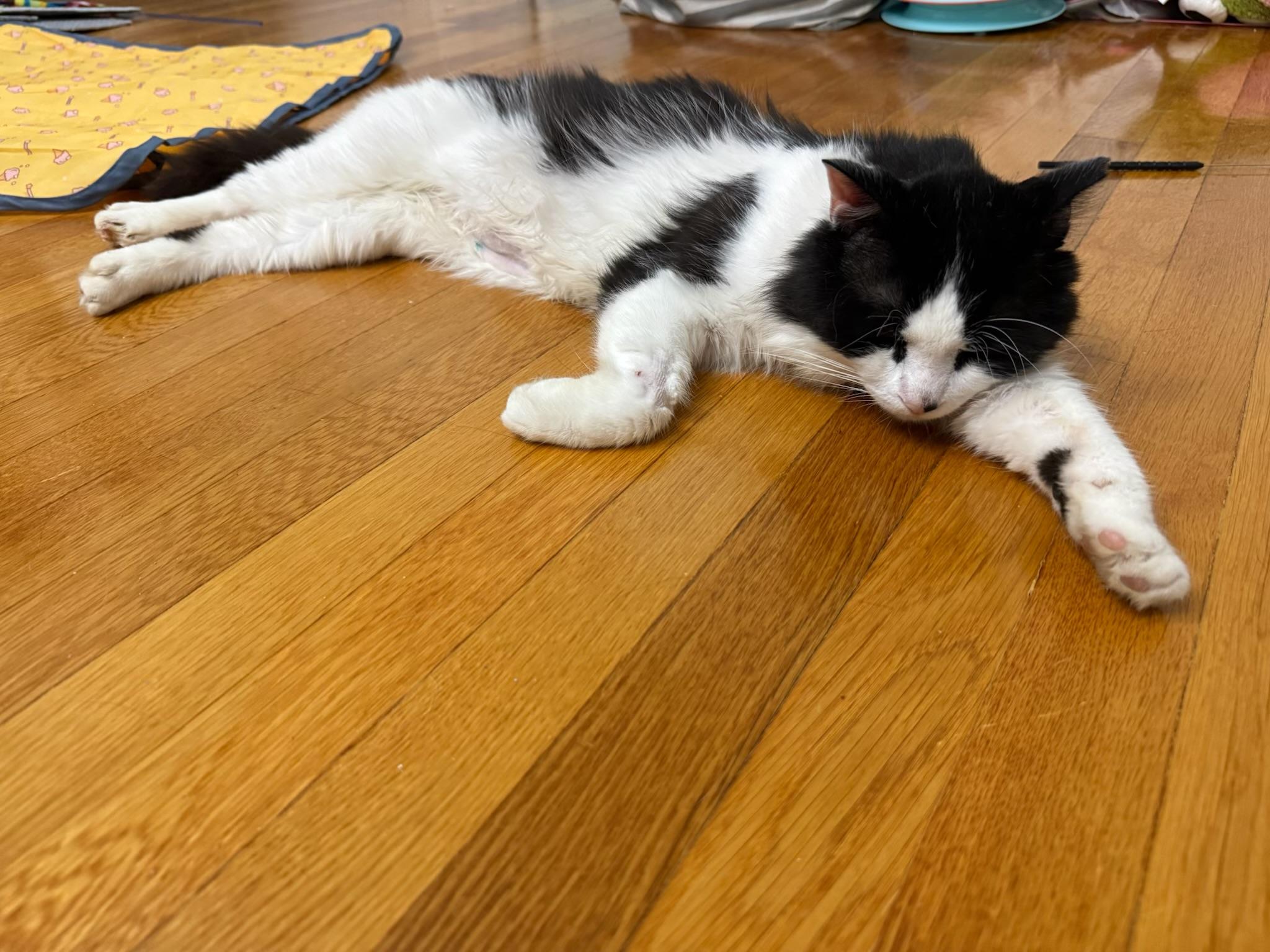 Enlarge Lucas, an adopted Domestic Medium Hair in Westport, CT image 4/5