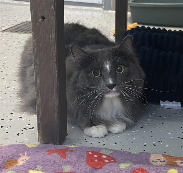 FLUFFBALL, Adoptable, Young Male Domestic Long Hair.