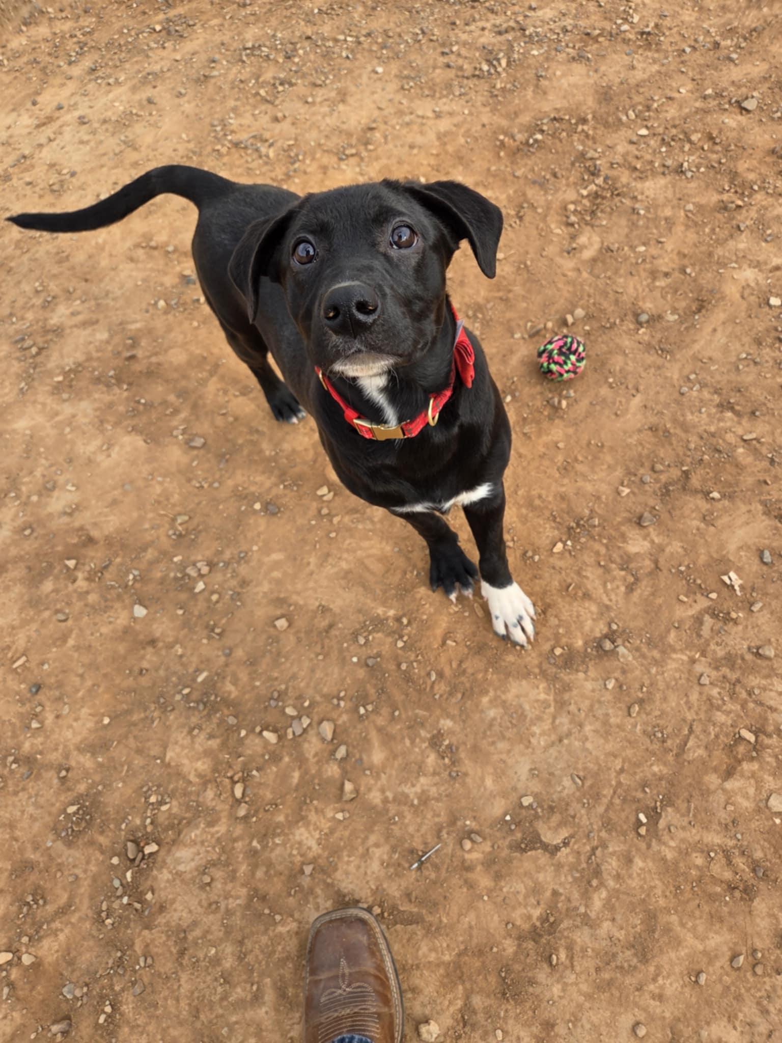 Roo, a ADOPTABLE Mixed Breed in Roosevelt, UT image 1/4