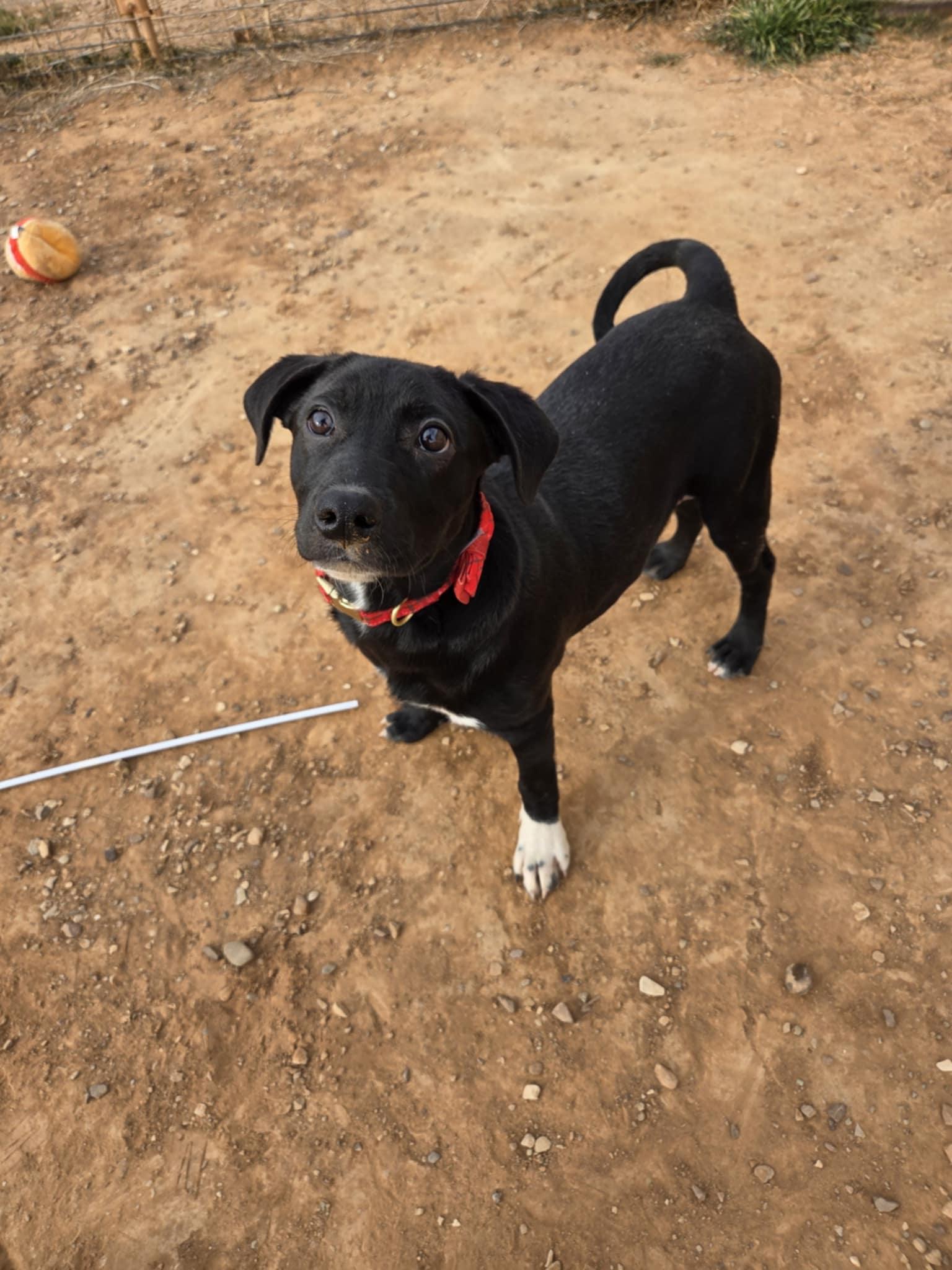 Roo, a ADOPTABLE Mixed Breed in Roosevelt, UT image 3/4