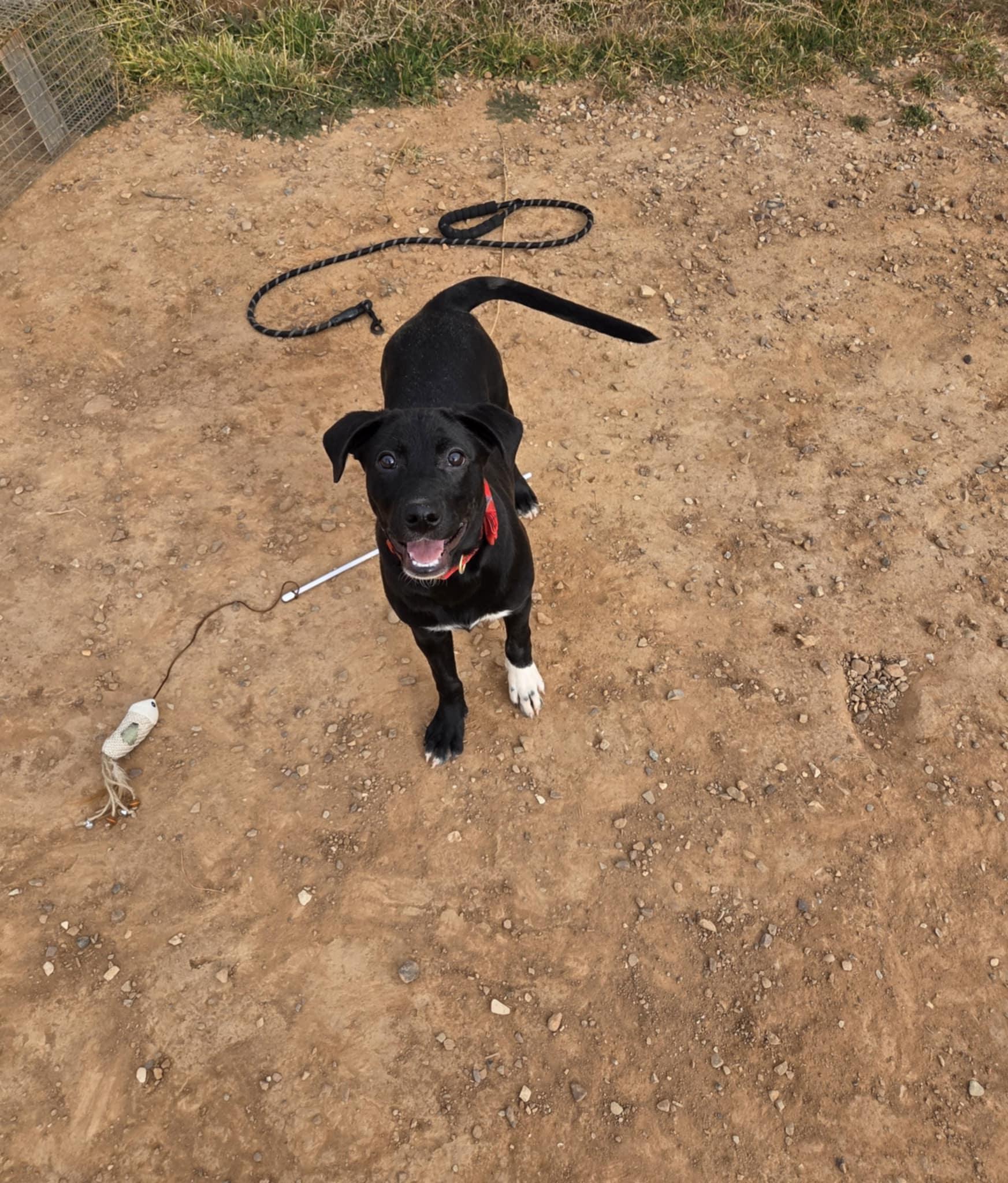 Roo, a ADOPTABLE Mixed Breed in Roosevelt, UT image 4/4