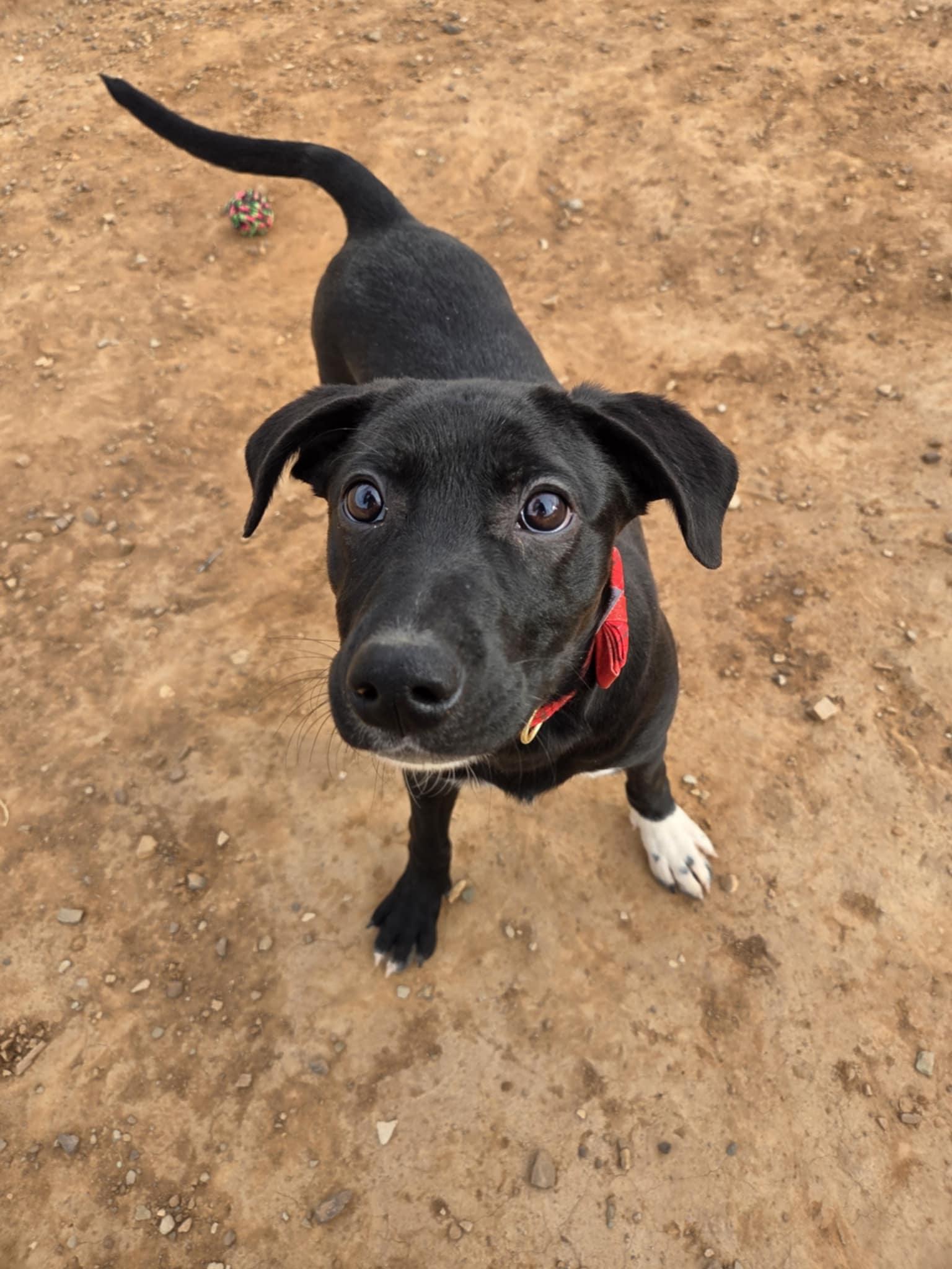 Roo, a ADOPTABLE Mixed Breed in Roosevelt, UT image 2/4