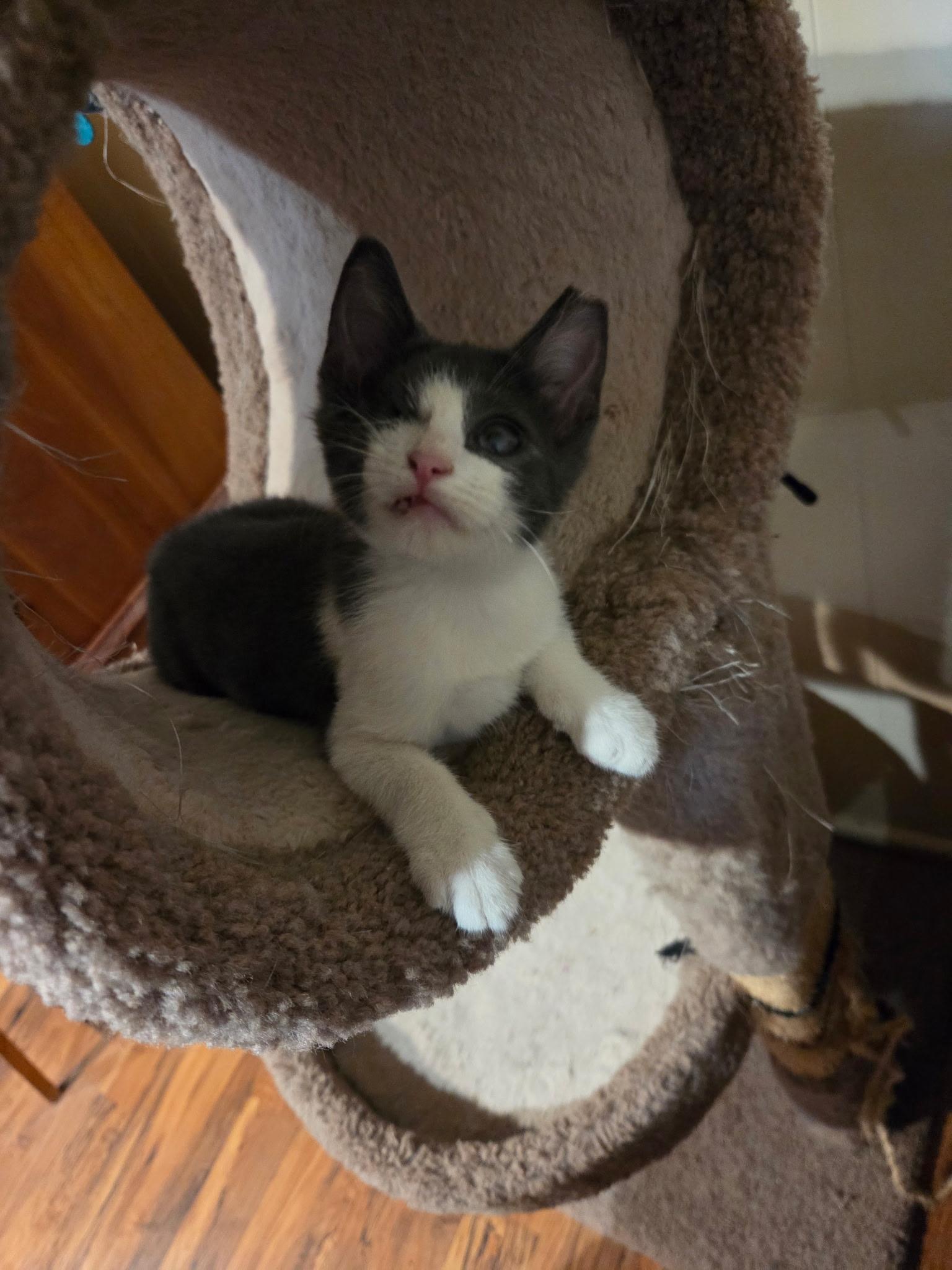 Enlarge Miracle, a Adoptable Domestic Short Hair in Lubbock, TX image 2/3