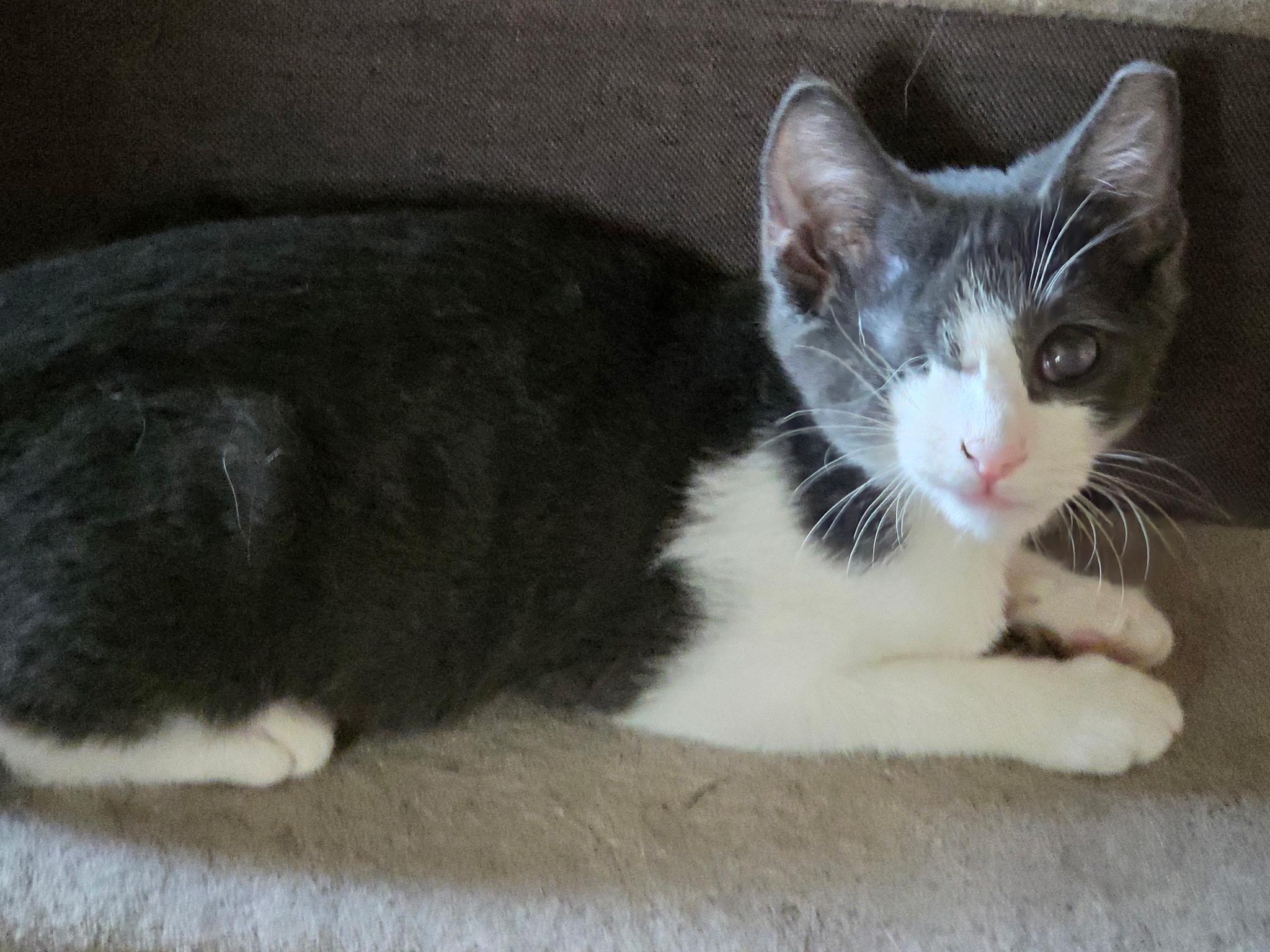 Miracle, Adoptable, Young Female Domestic Short Hair.