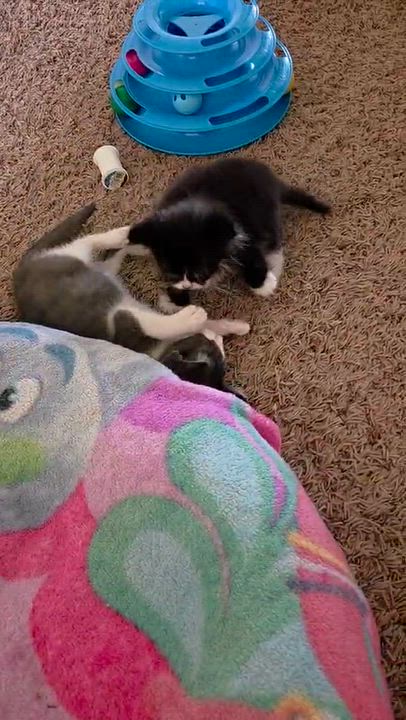 Enlarge Miracle, a Adoptable Domestic Short Hair in Lubbock, TX video 3/3