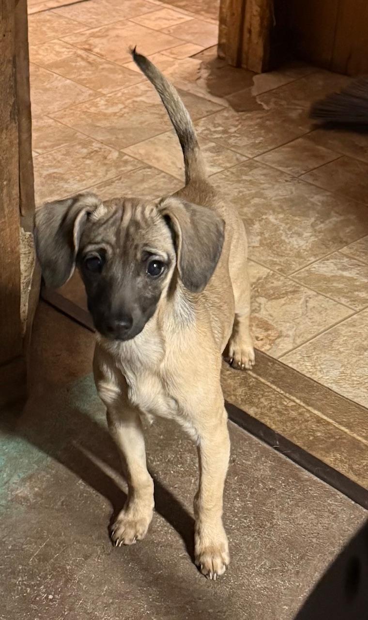 Mitch, ADOPTABLE, Young Male Beagle & Italian Greyhound.