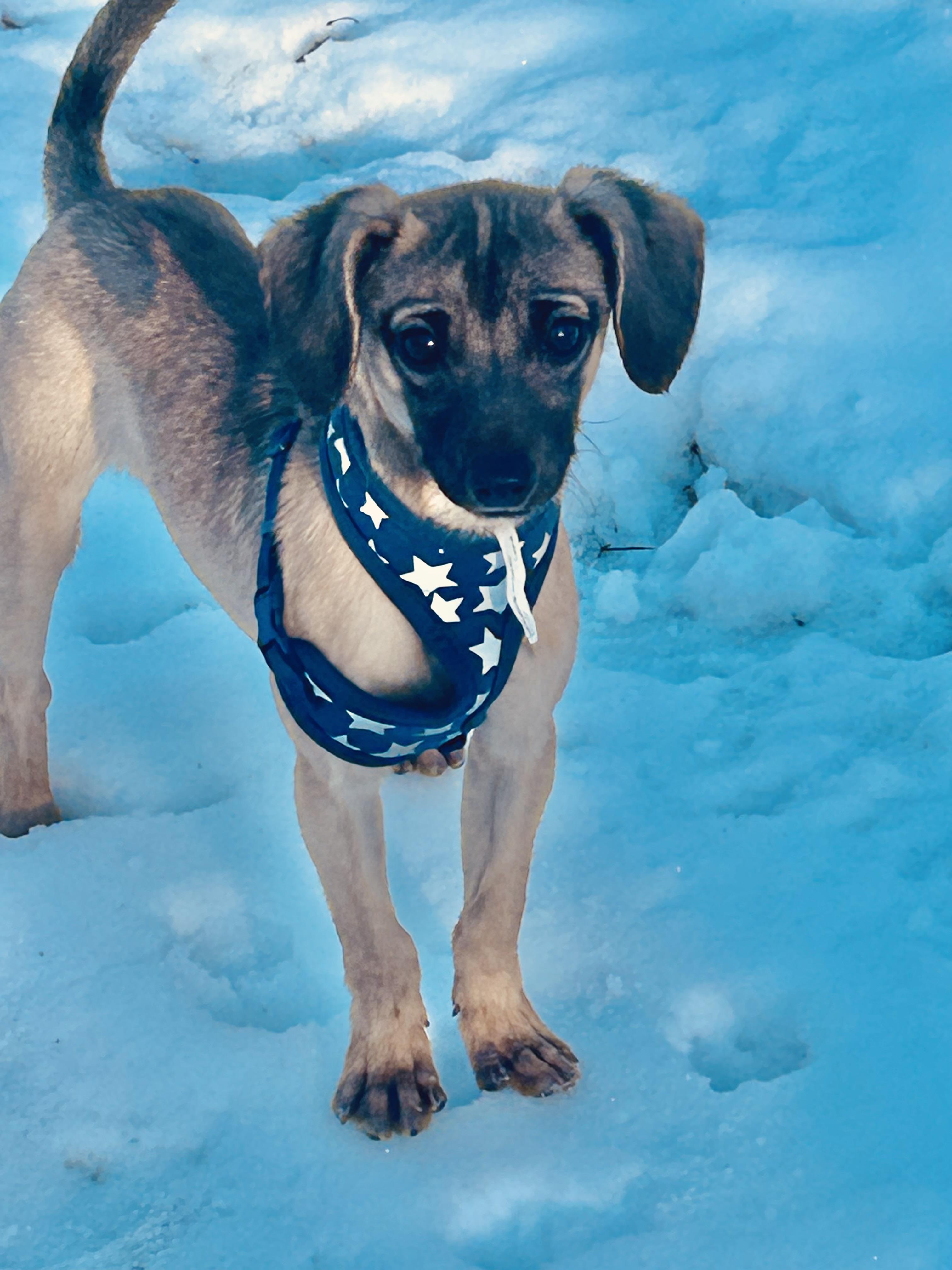 Enlarge Mitch, a ADOPTABLE mixed breed in Lafayette Hill, PA image 2/2