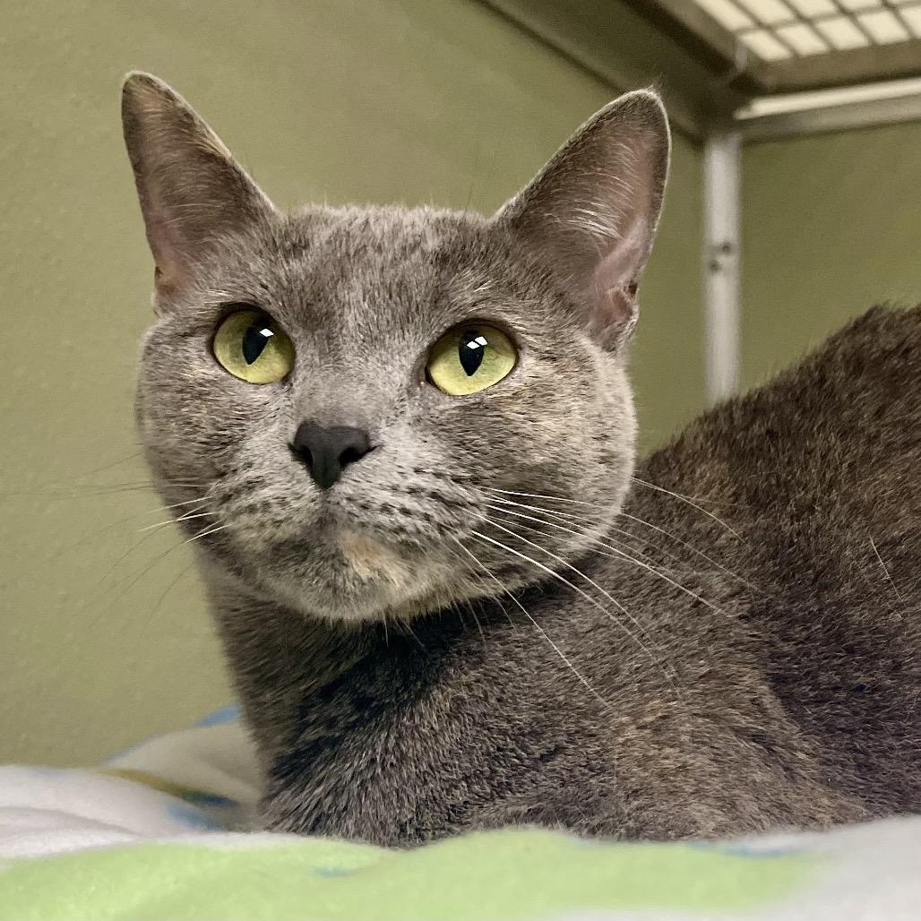 Monalisa — thumbnail 2