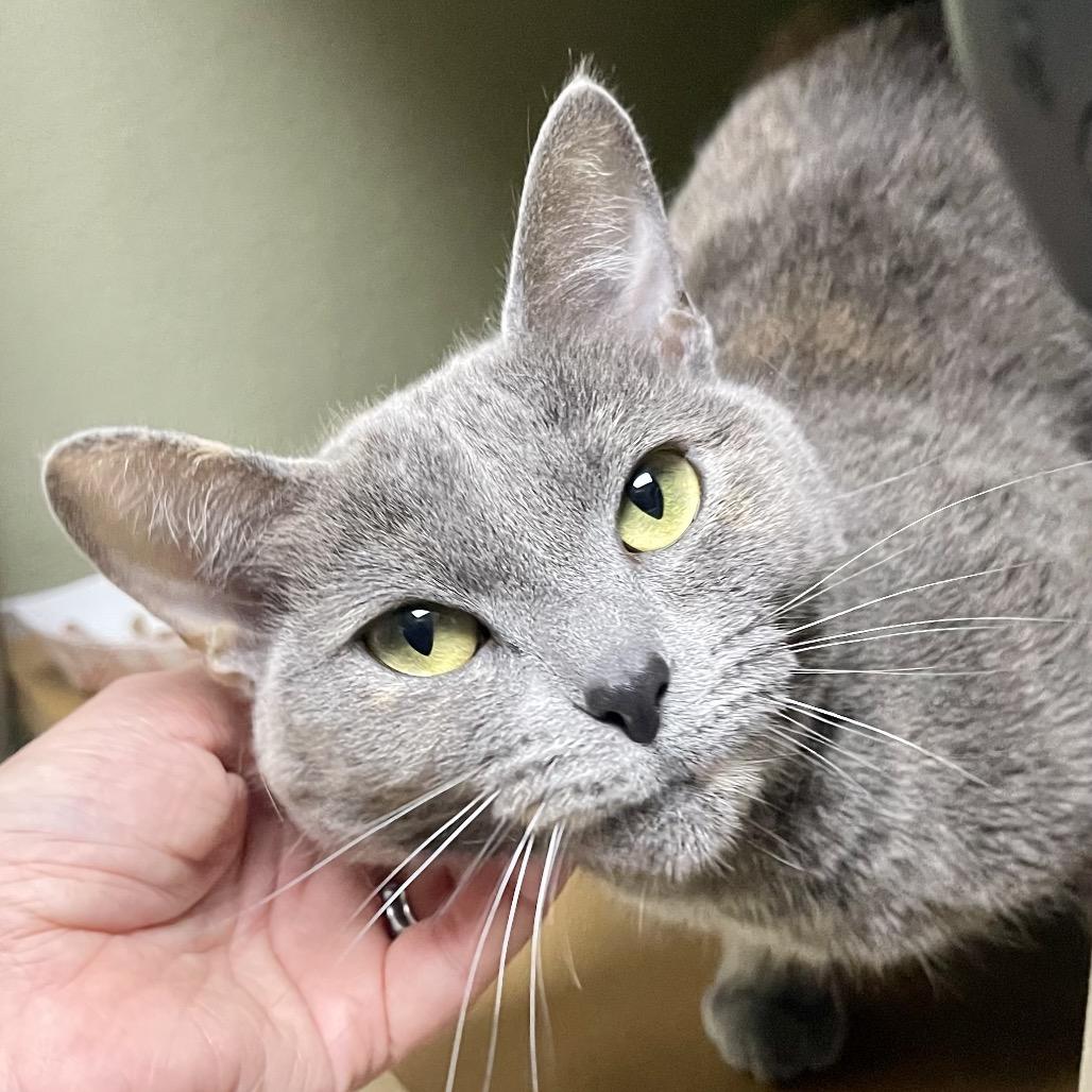 Monalisa — thumbnail 3