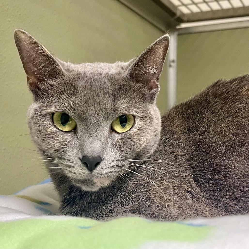 Monalisa — thumbnail 4